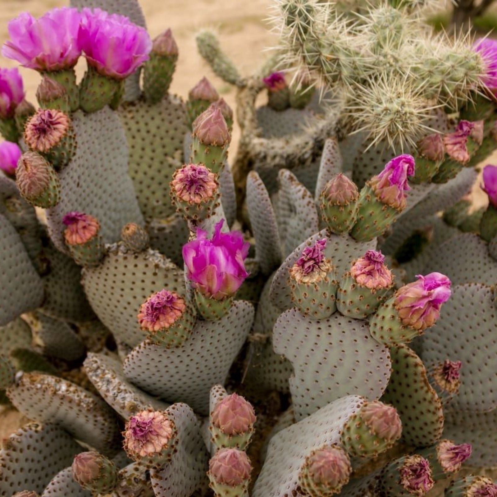 Beaver Tail Cactus 1 Pad with Pink Flowers - Opuntia basilaris Succulent Plant, Desert Cactus, Easy Care Indoor Outdoor Plant