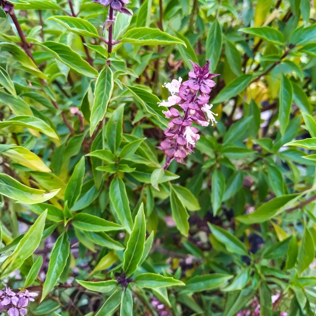 Licorice Basil Seeds - 50 Count Non-GMO Herb Seeds - Flavorful Basil (Ocimum basilicum) for Gardening and Cooking