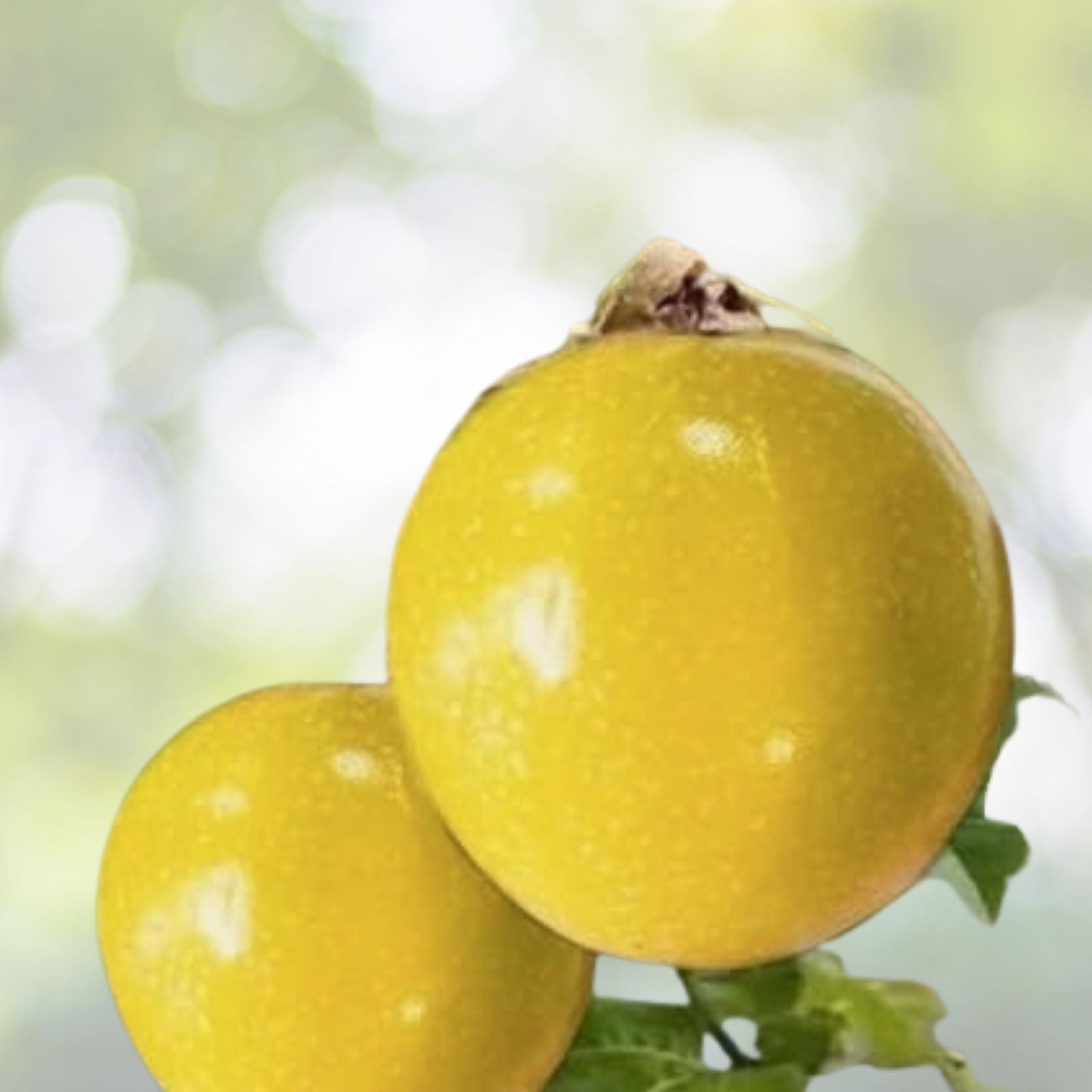 Golden Passion Fruit Seeds - 15+ Sweet Granadilla Yellow - Passiflora edulis - USA Grown