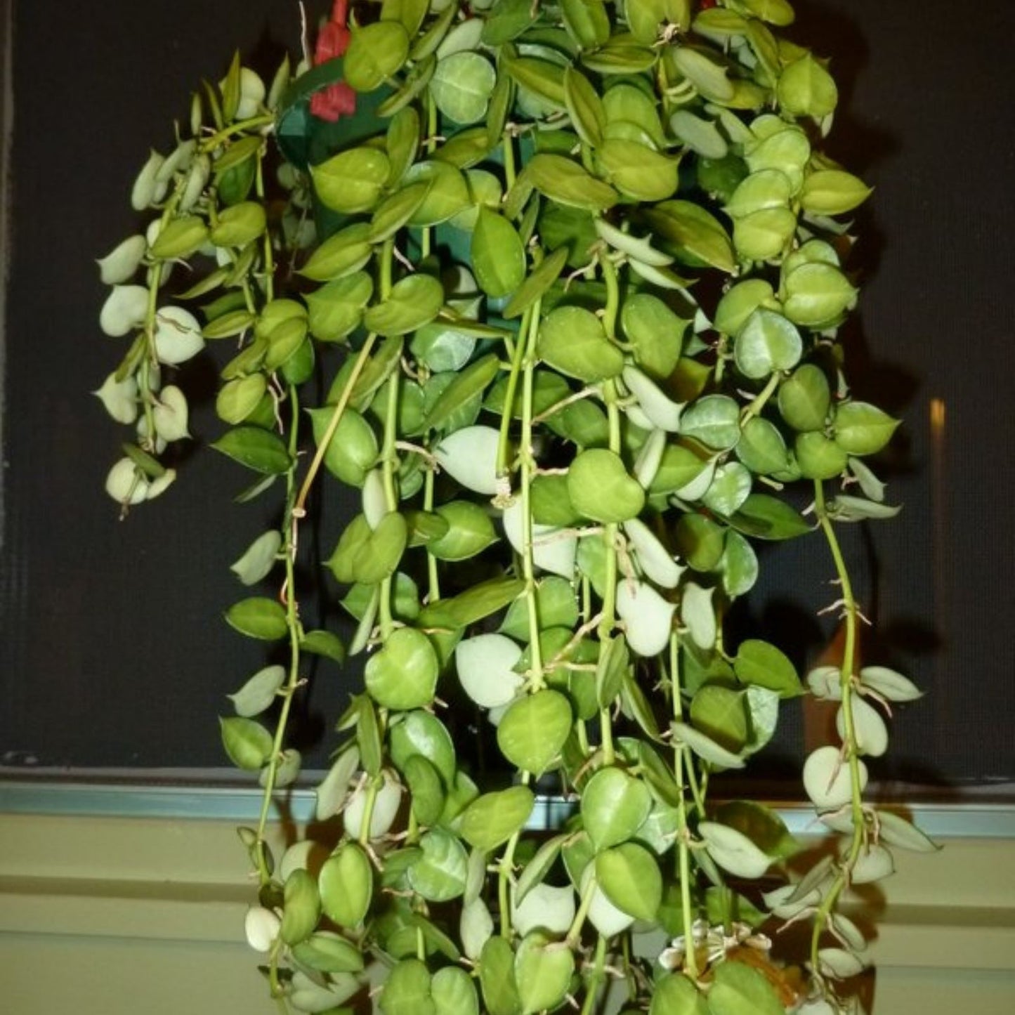 Hoya Bella Cutting - One Stem Live Houseplant - California Grown - Hoya bella - Indoor Plant, Easy Care, Trailing Green Plant
