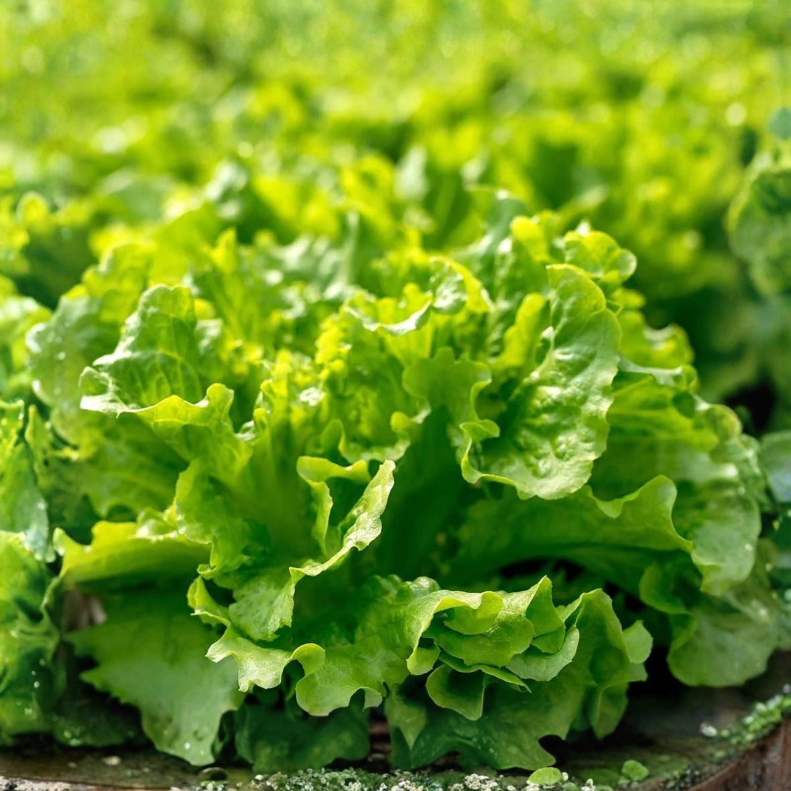 Leaf Lettuce Seeds 1000 Count – Organic Non-GMO Heirloom Gardening for Home Gardens