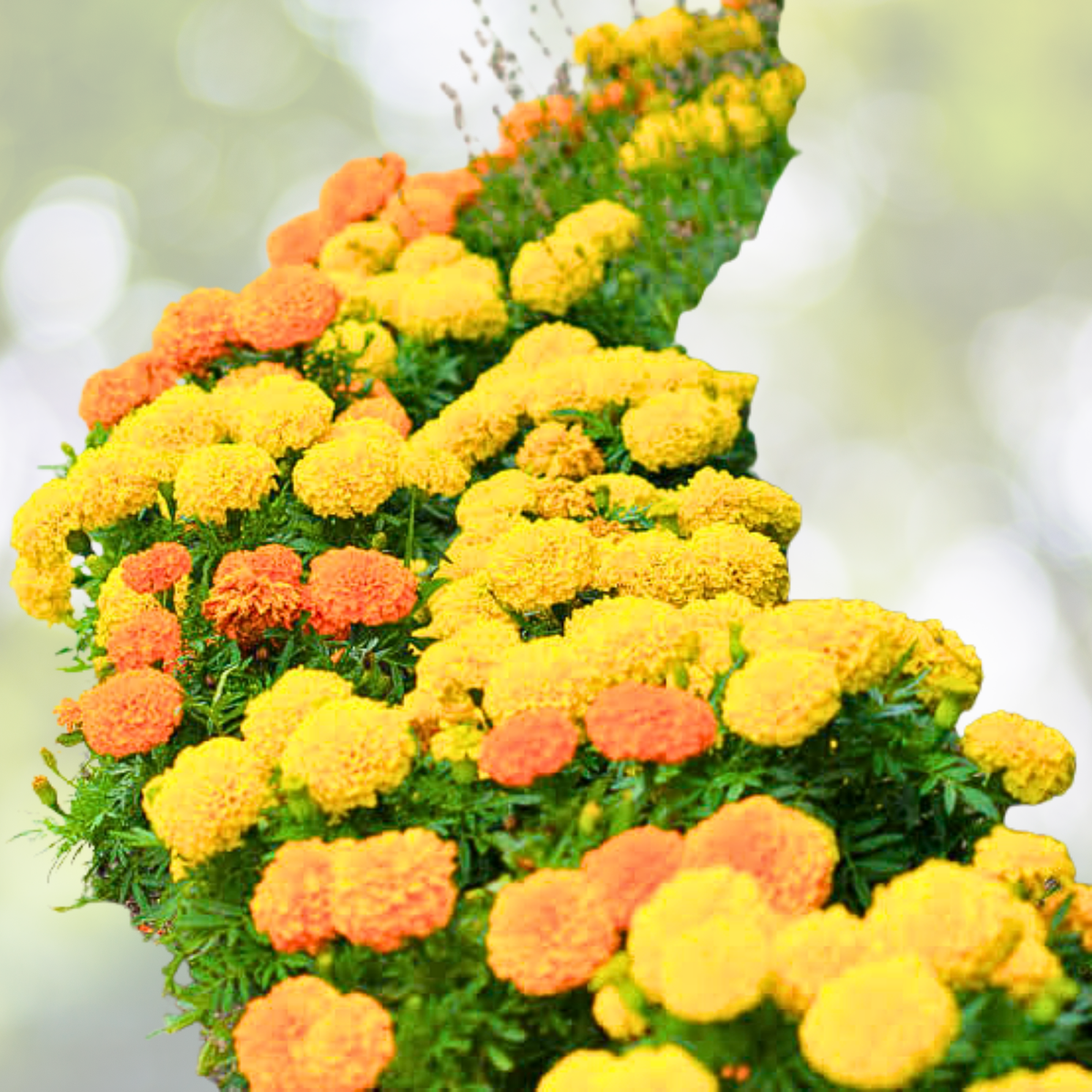 African Marigold Seeds - SUGAR & SPICE Double Variety - Non-GMO - 100 Pack - Tagetes erecta