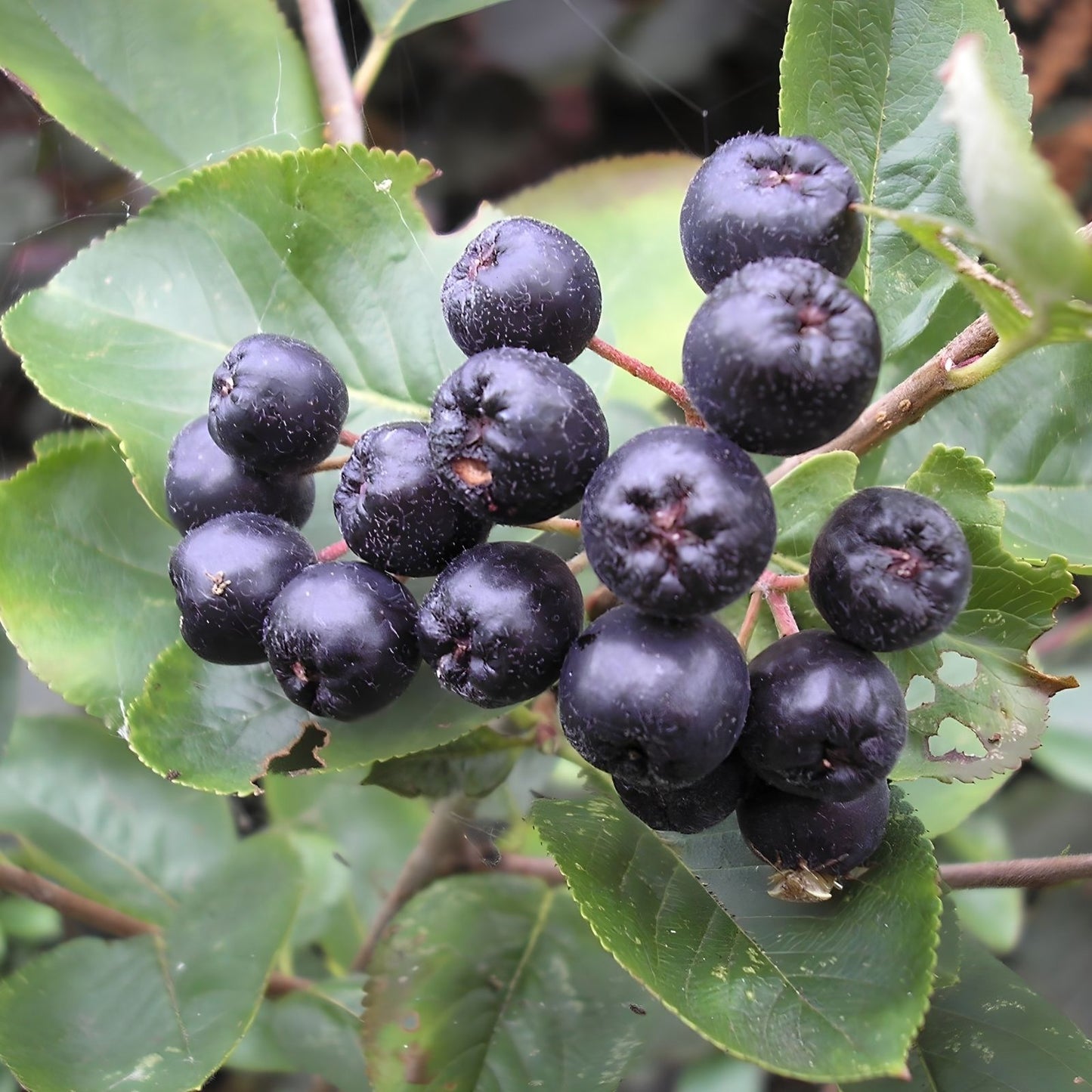 Black Chokeberry Shrub Set of 2 - 16+ Inches Bare Root - Aronia melanocarpa - Edible Berries, Ornamental Shrubs for Zones 5-9