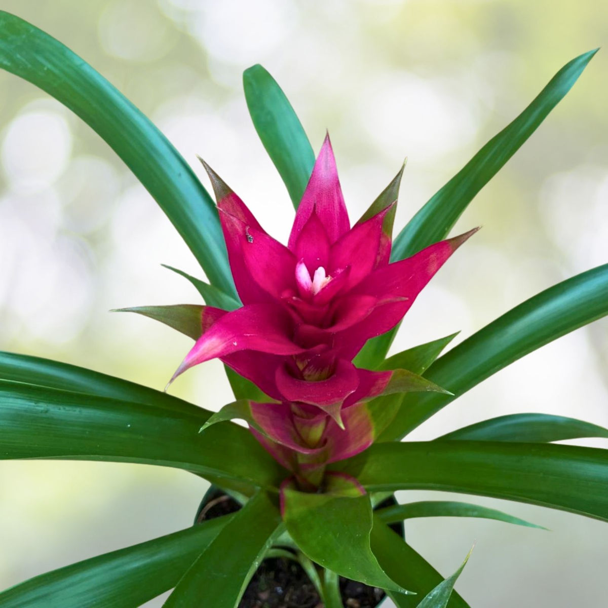 Bromeliad Plant 4" Pot Billbergia Hallelujah - Indoor Tropical Houseplant, Air Purifying, Low Maintenance