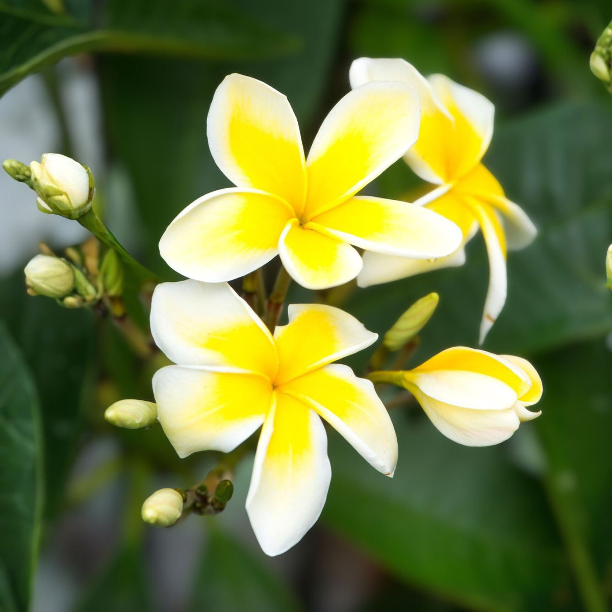Fragrant Cream Color Cuttings - 6 Inch Long - 5 Cuttings for Propagation - Ideal for Indoor Plants