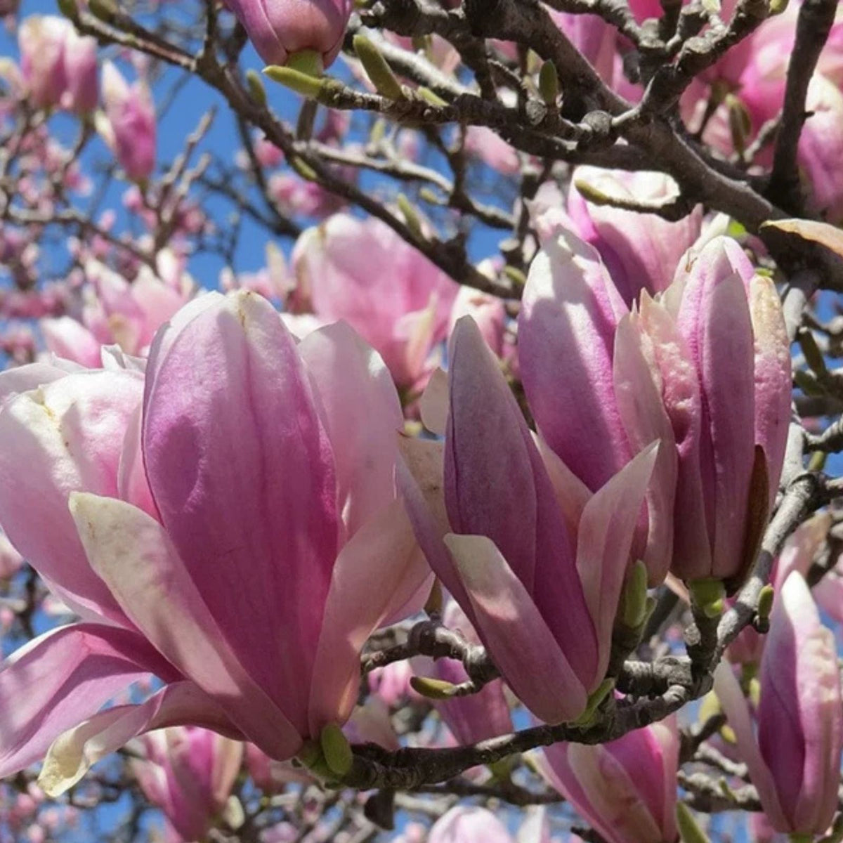 Jane Magnolia Tree Live Plant 6 12" Tall Fragrant Magnolia Bush 2.5" Pot Magnolia grandiflora