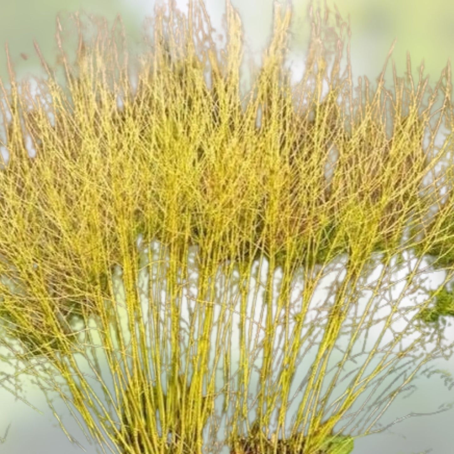 Yellow Twig Dogwood Shrub 16" Bare Root Live Plant, Cornus sericea, Ornamental Deciduous Shrub for Winter Interest