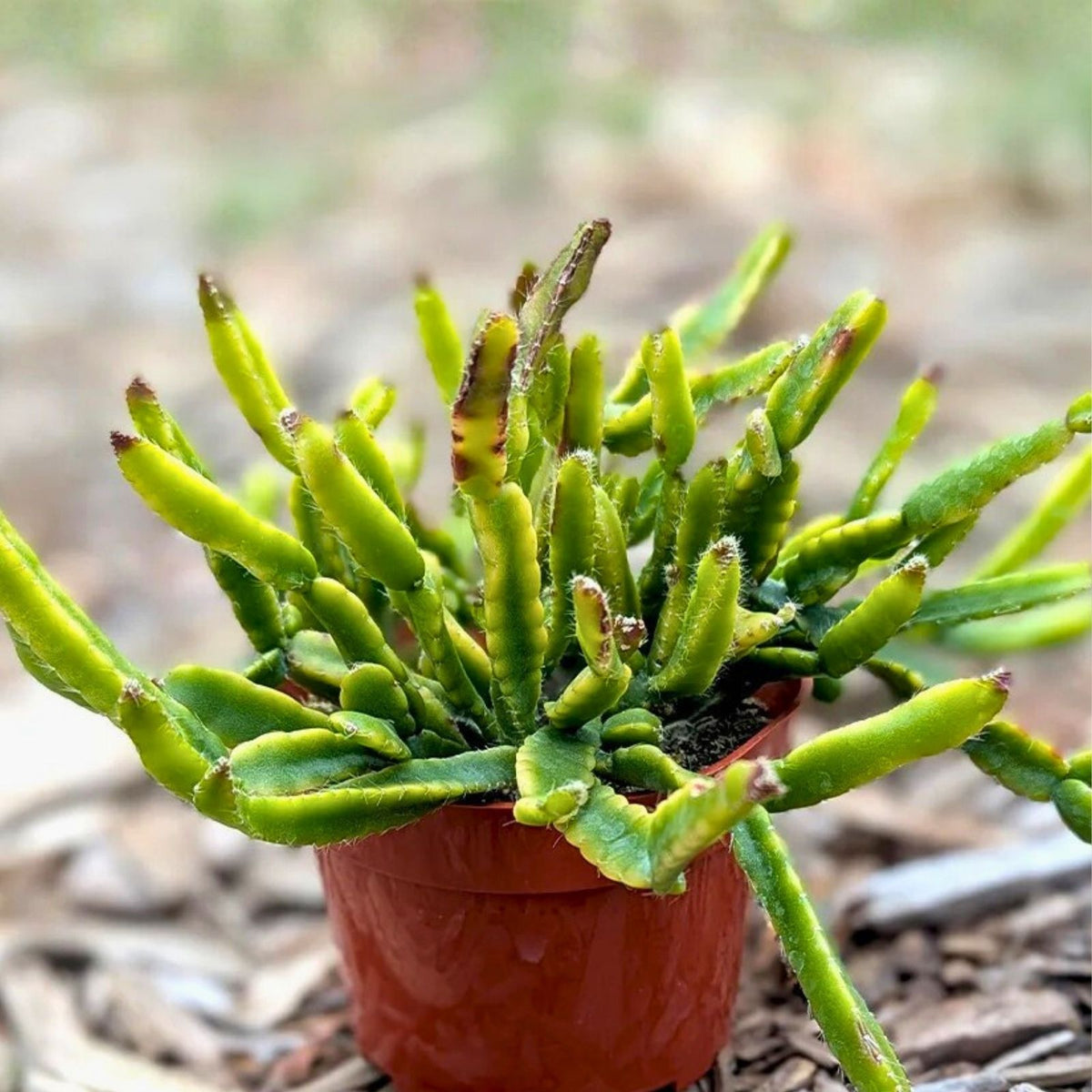 Fresh Rhipsalis Edwaldiana Cuttings | Mistletoe Cactus Indoor Plant Propagation | Easy Growth Succulent Cuttings