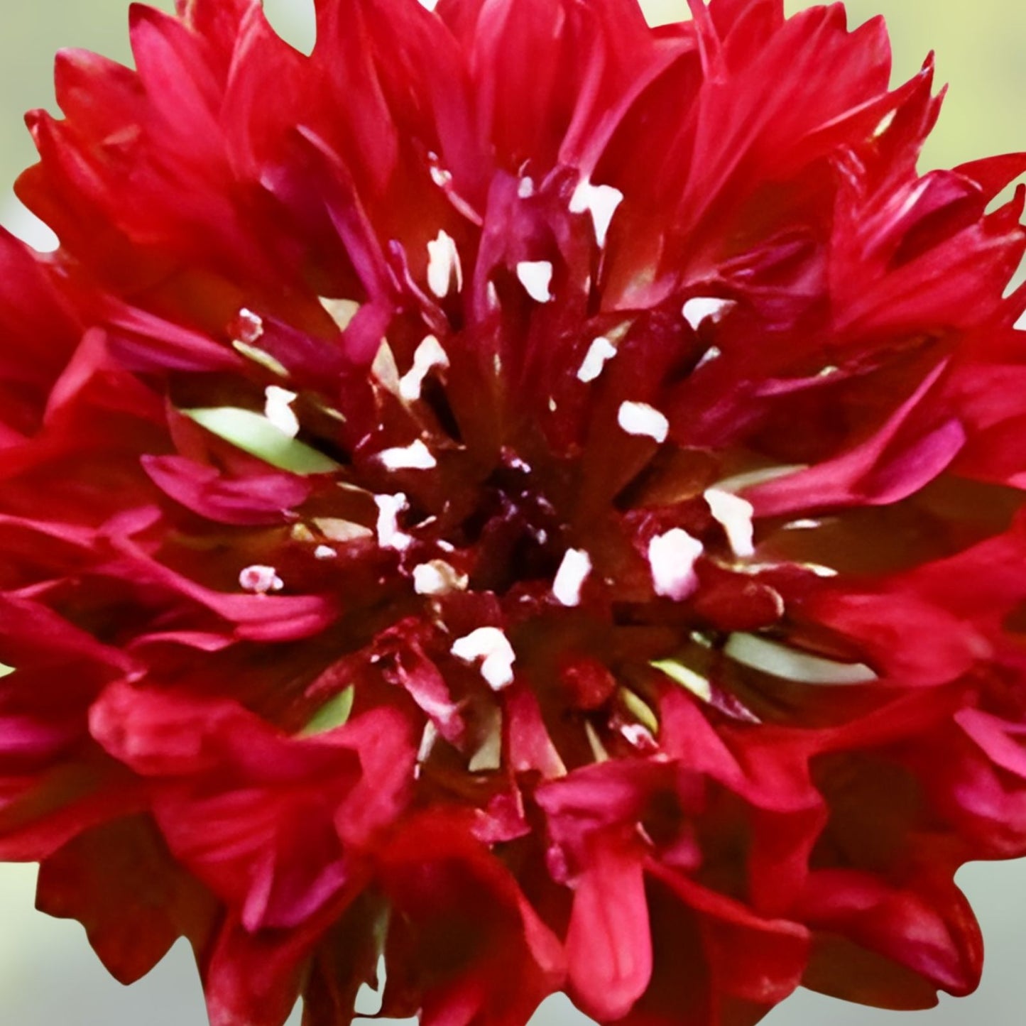 Bachelor Button Seeds 500 Count Tall Red Variety Bright Blooms Centaurea cyanus Flower Seeds