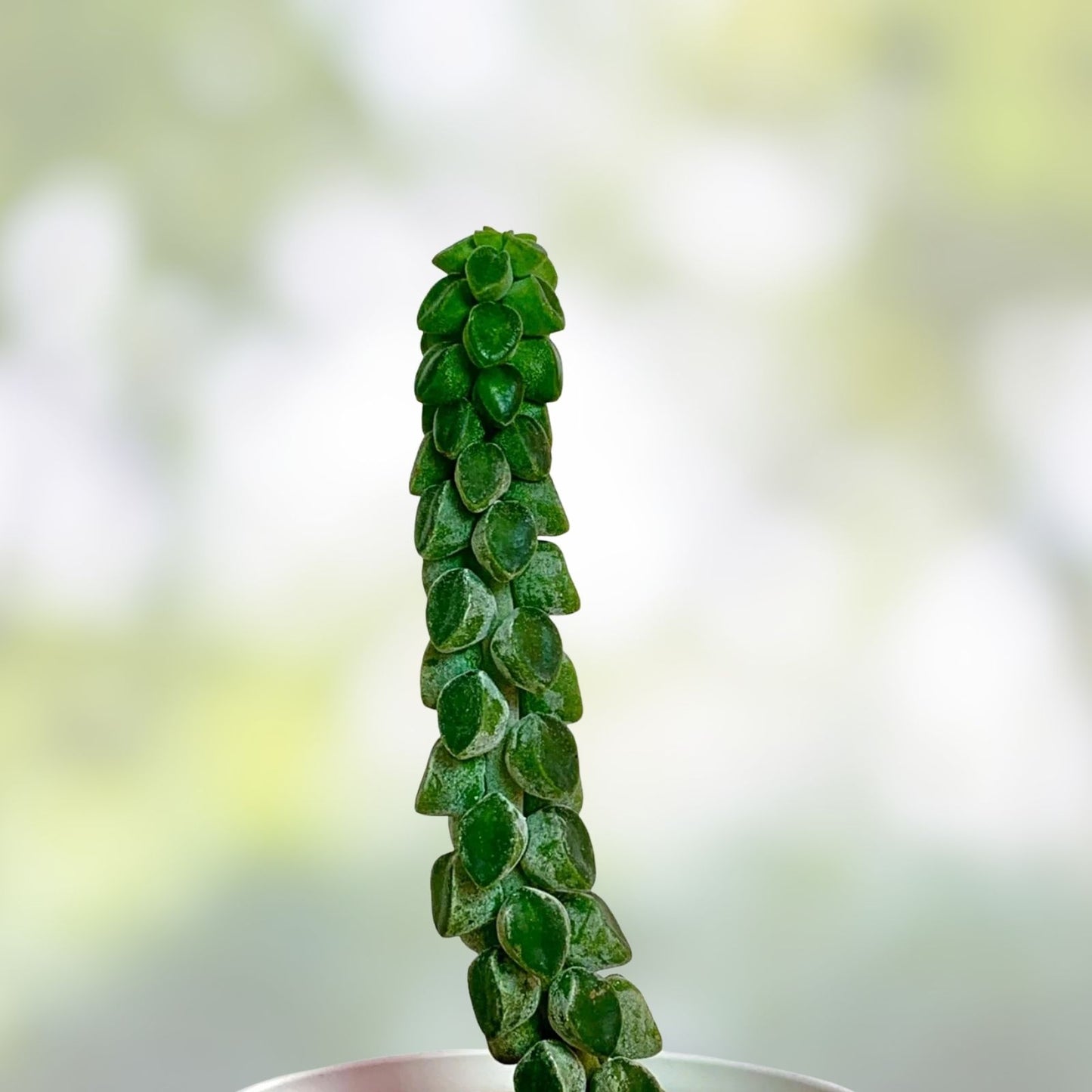 Peperomia Columella Cactus Plant - Live Succulent - Unique Green Indoor Houseplant - Real Plant for Home Decor
