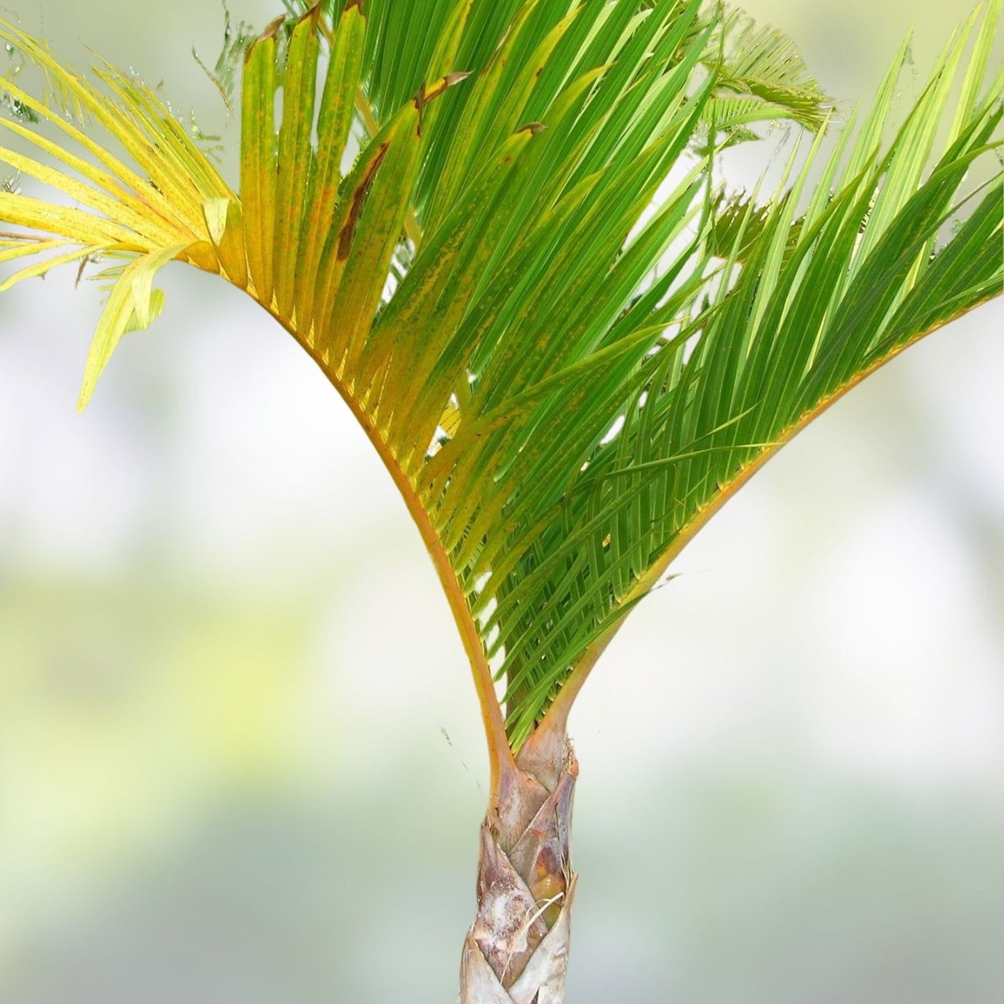 Spindle Palm Tree Seeds 10 Pack - Hyophorbe verschaffeltii Tropical Indoor Outdoor Plant Seeds