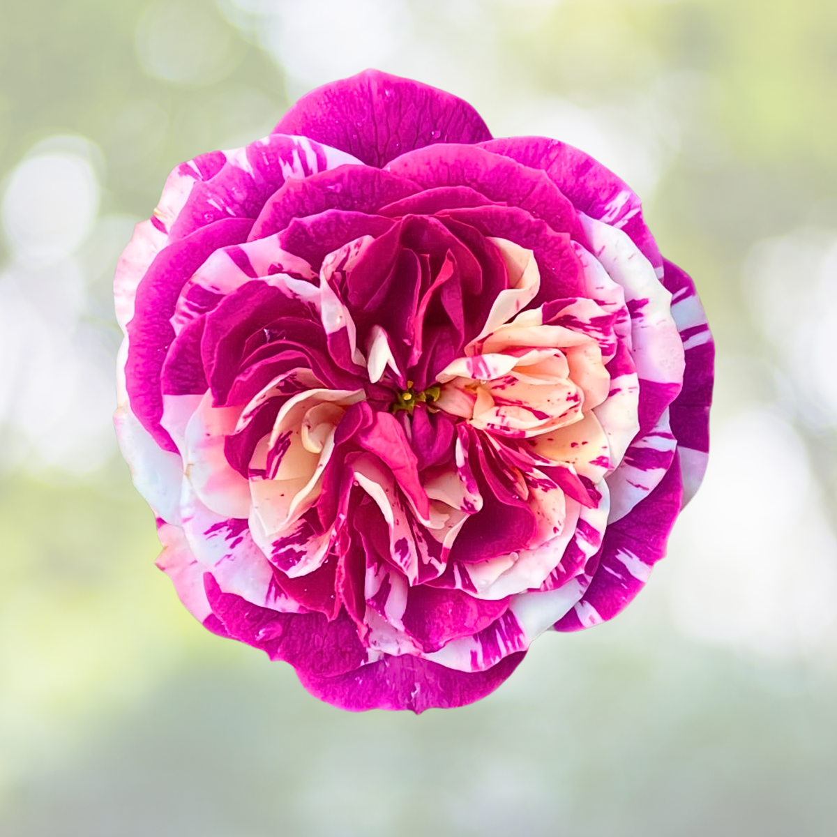 20pcs "Scented Jewel" Purple & White Rose Seeds, Fragrant Floribunda Variety, Rosa spp.