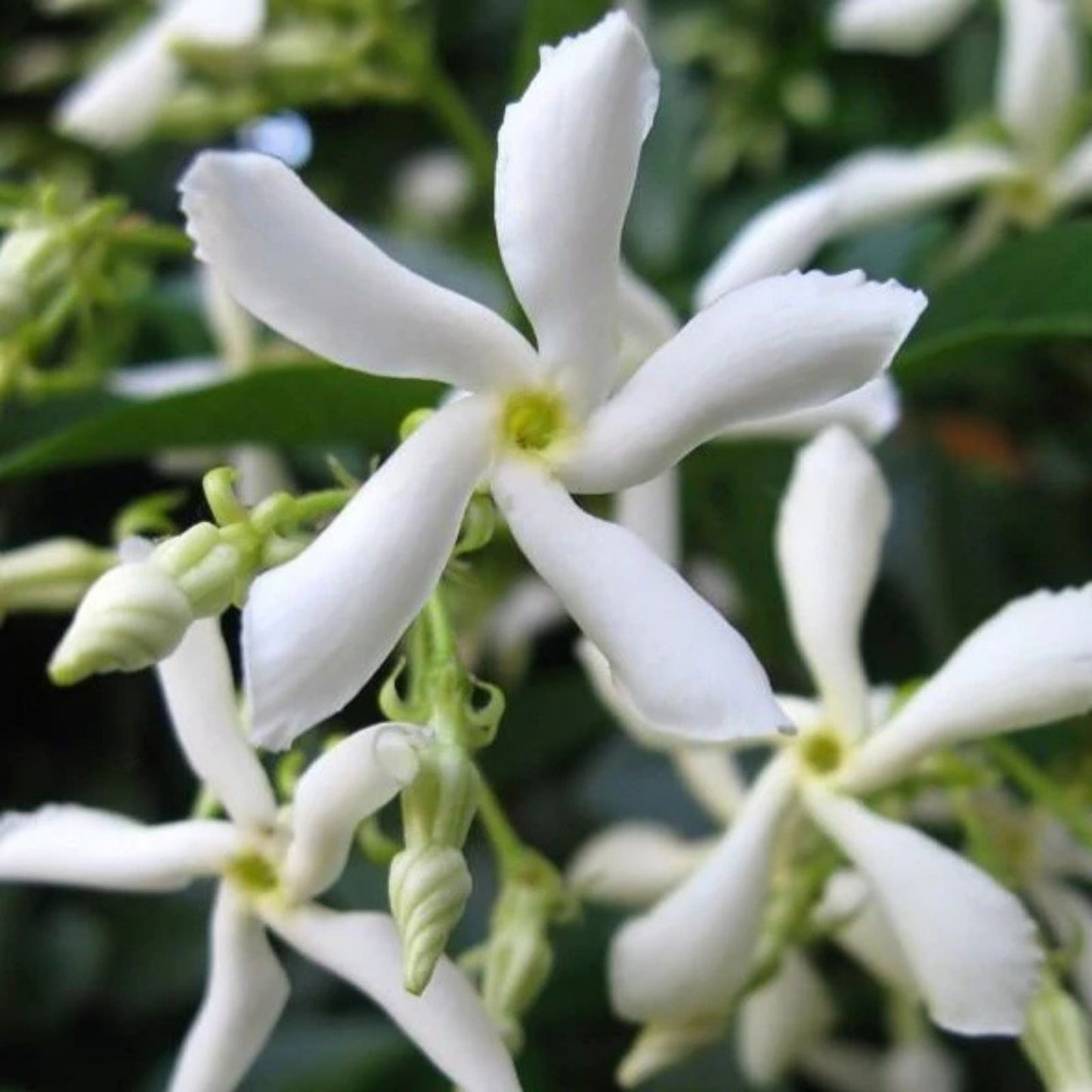 Star Jasmine Plant 6" Live Jasminoides Trachelospermum Cuttings - Fragrant Flowering Vine for Gardens and Containers