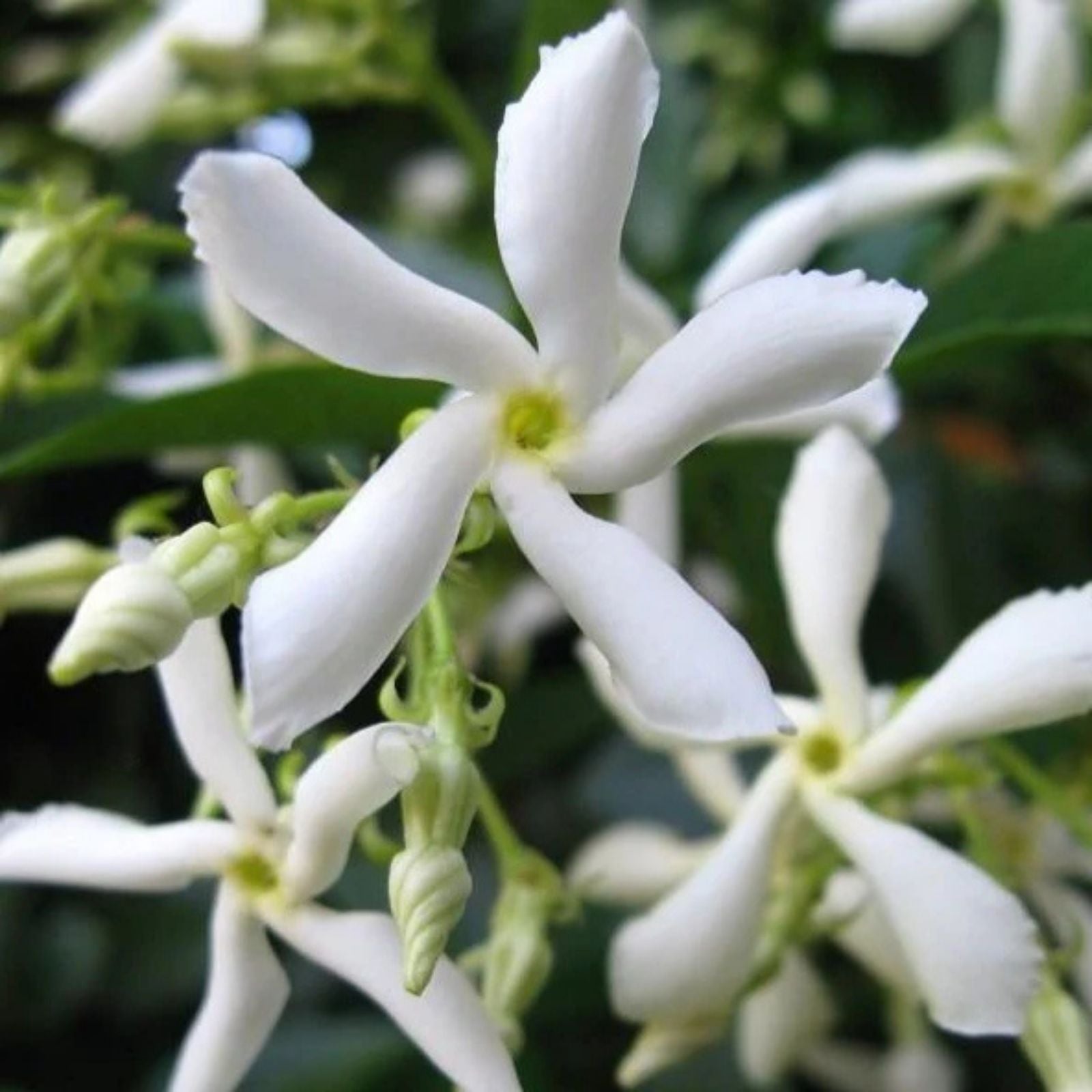 Star Jasmine Plant 6" Live Jasminoides Trachelospermum Cuttings - Fragrant Flowering Vine for Gardens and Containers