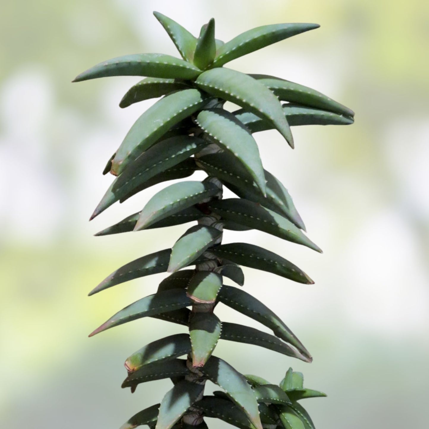 Aloe Pearsonii Hybrid Succulent Plant | Drought-Tolerant Indoor Greenery | Unique Succulent Variety