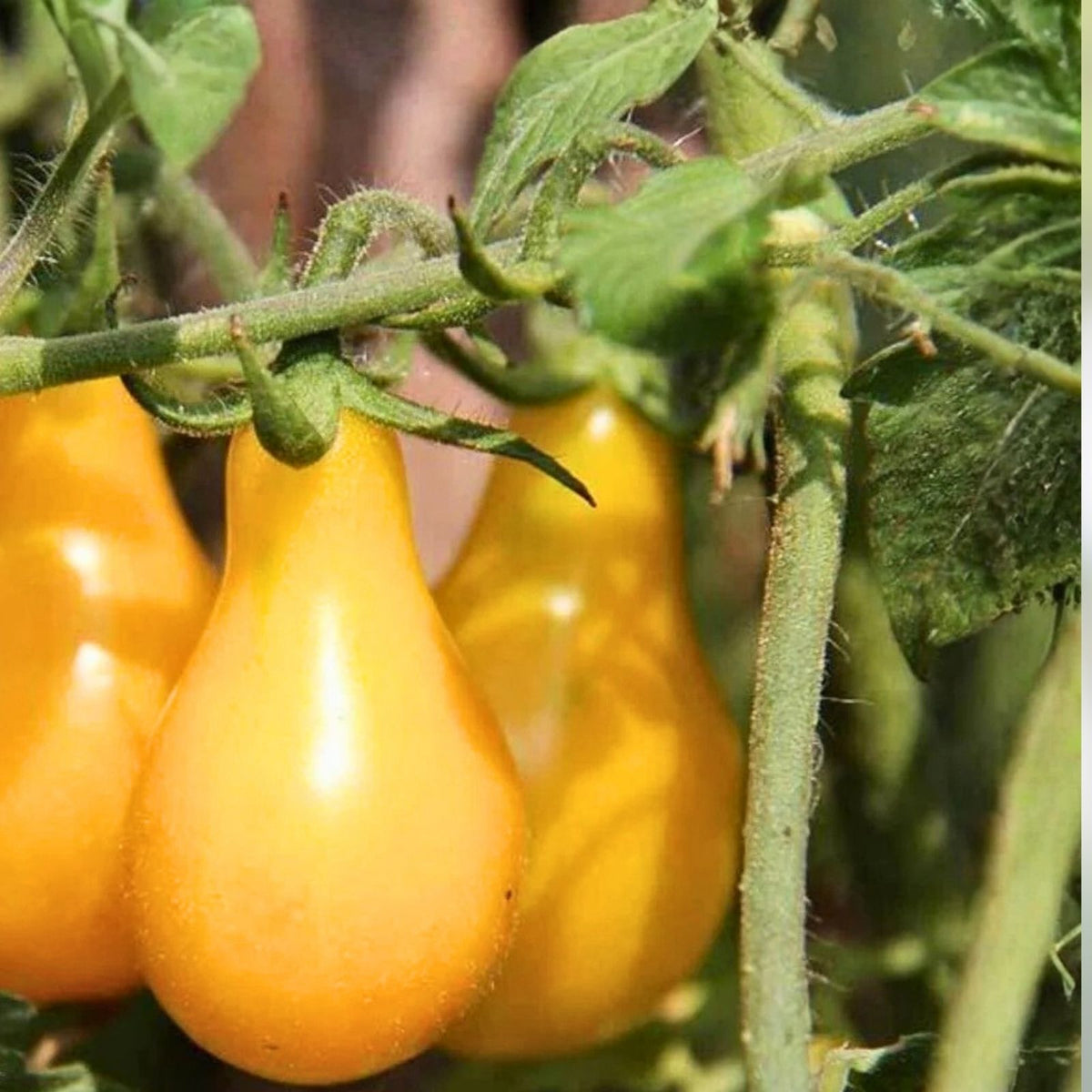 Yellow Pear Tomato Seeds – Heirloom Non-GMO 500+ Seeds – Tasty Variety (Solanum lycopersicum)