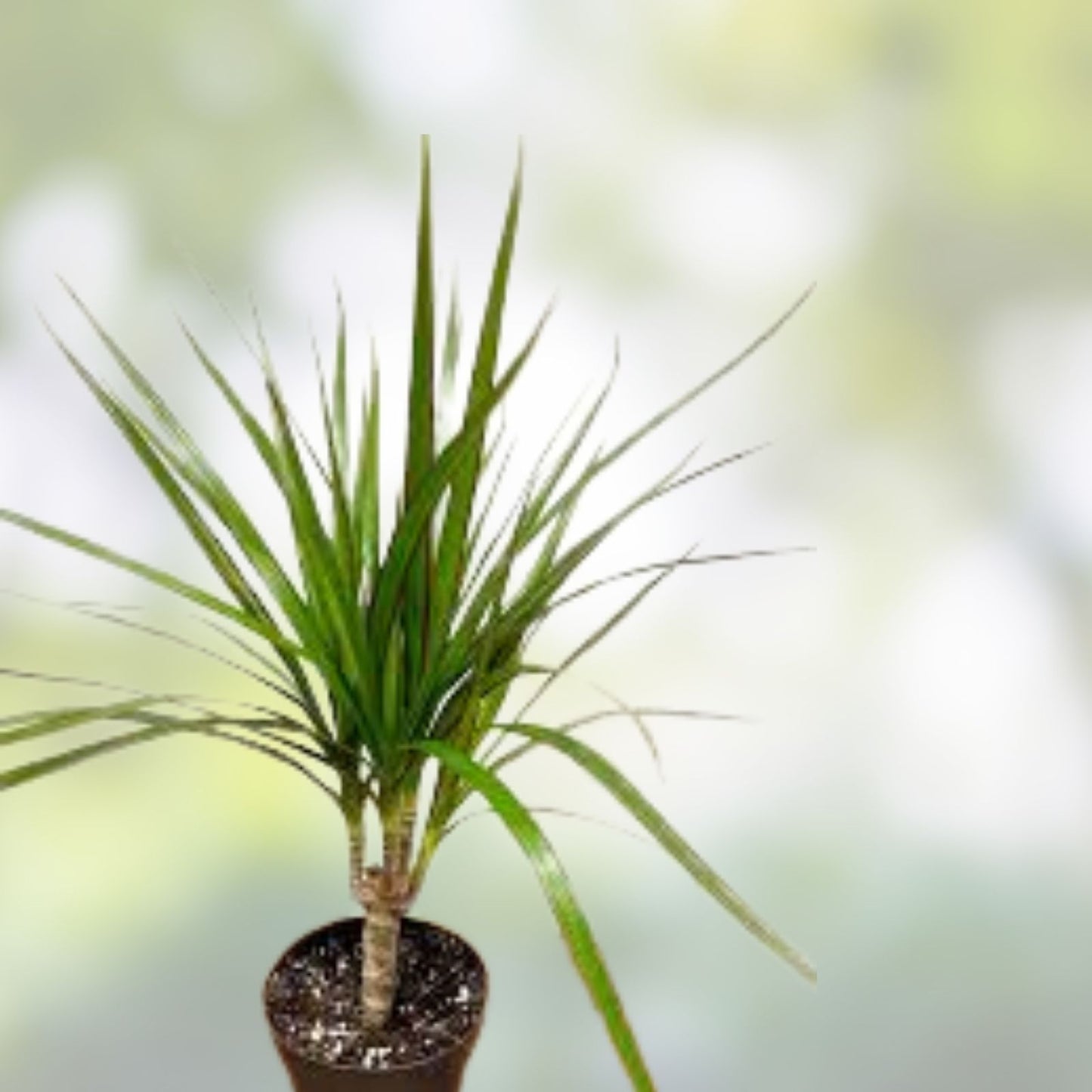 Dragon Tree Cuttings - 5 Hawaii Grown Dracaena Marginata Bonsai Money Tree Plants