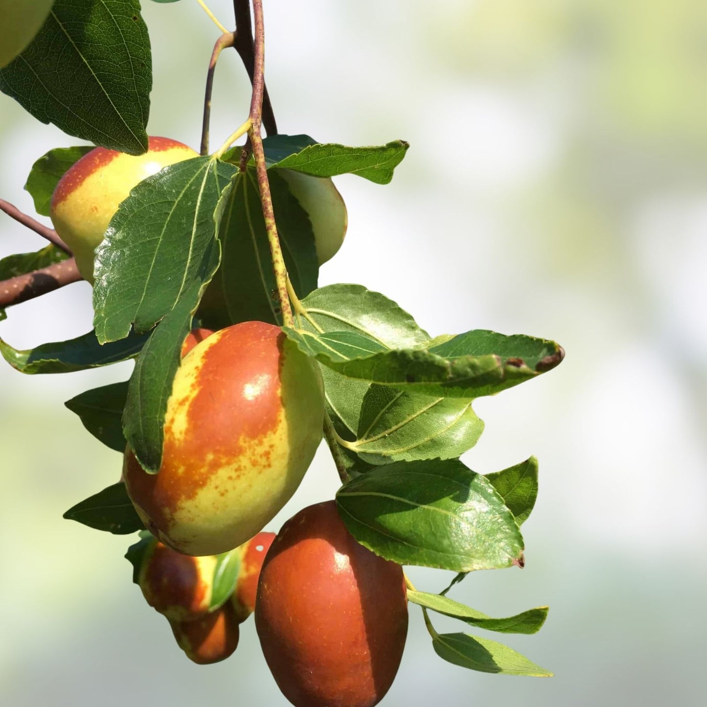 Tigertooth Jujube Tree Cutting 8" Graft Scion Wood Ziziphus jujuba for Propagation and Gardening