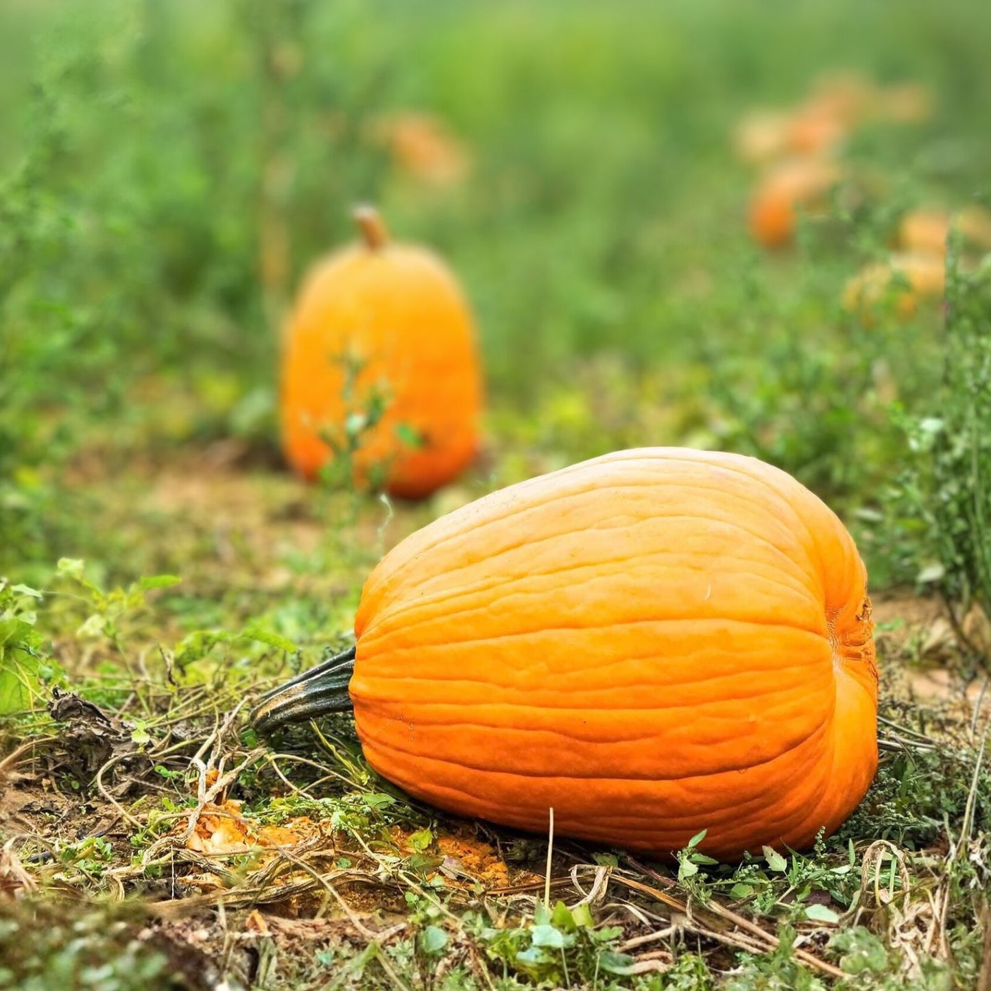 Pumpkin Seeds 100 Count Jack-O'-Lantern Heirloom Non-GMO for Growing Cucurbita pepo
