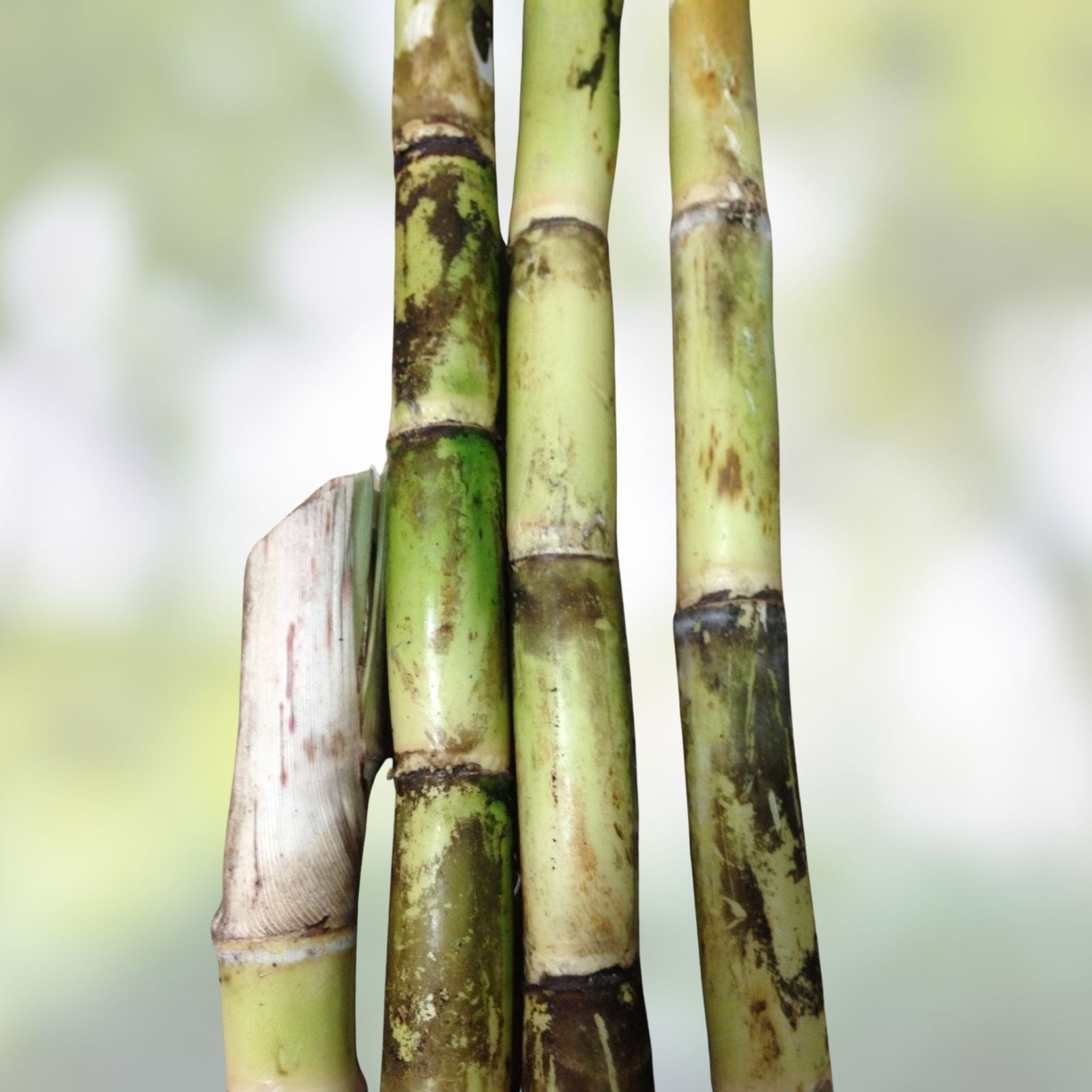 Sugarcane Buds - Heirloom Fresh Cut for Planting - Florida Grown - Ready to Ship