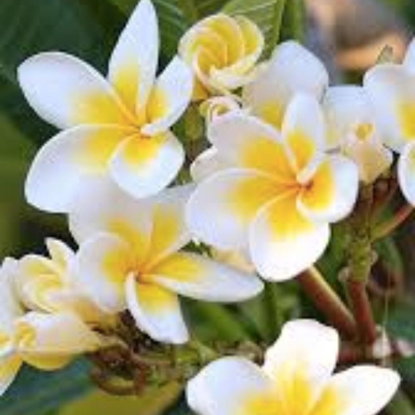 Yellow Plumeria Cutting - 10 Inch Rooted Frangipani - Hawaiian Grown Plumeria spp. - Tropical Flowering Plant