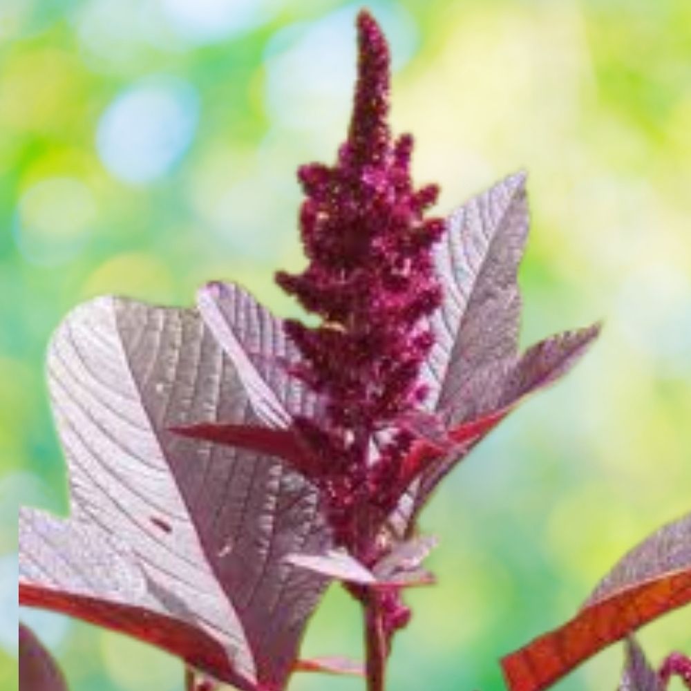Red Spike Amaranthus Seeds 100 Organic Non-GMO Amaranthus cruentus USA Grown Garden Flower Plant