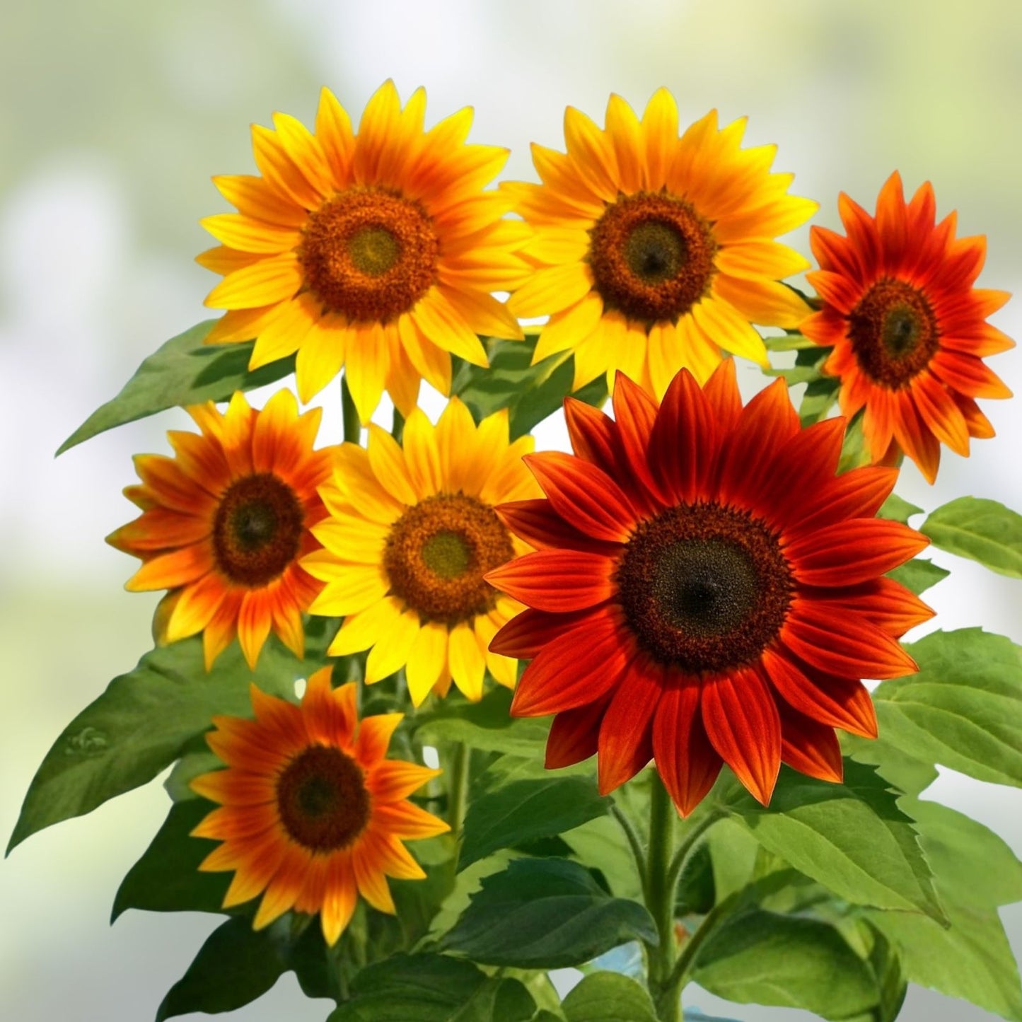 Autumn Beauty Sunflower Seeds 100+ Pack | Vibrant Fall Colors | Helianthus annuus | Garden Flower Seeds
