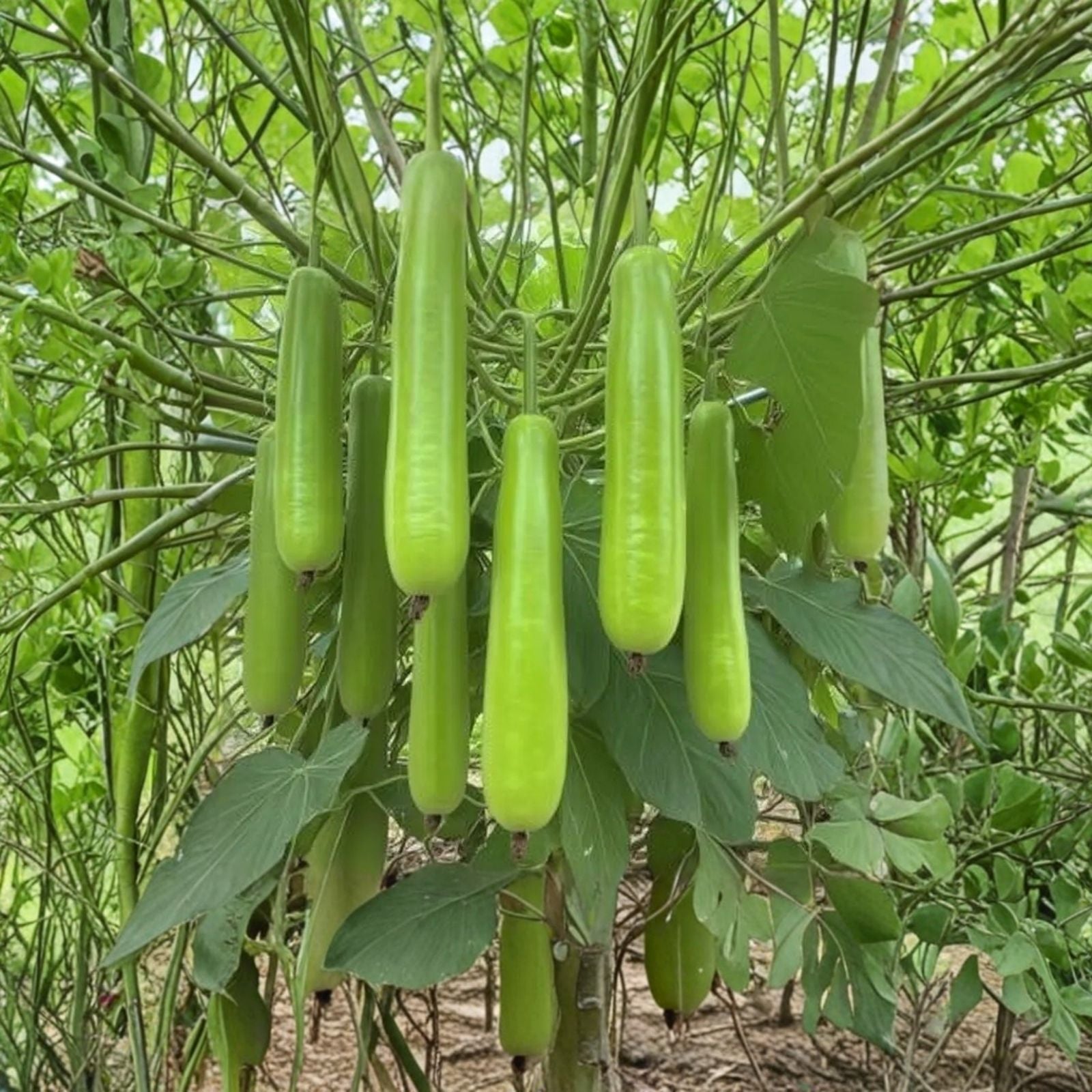 Speckled Snake Gourd Seeds 10 Pack – Grow Exotic 3 Foot Long Luffa cylindrica Gourds for Garden