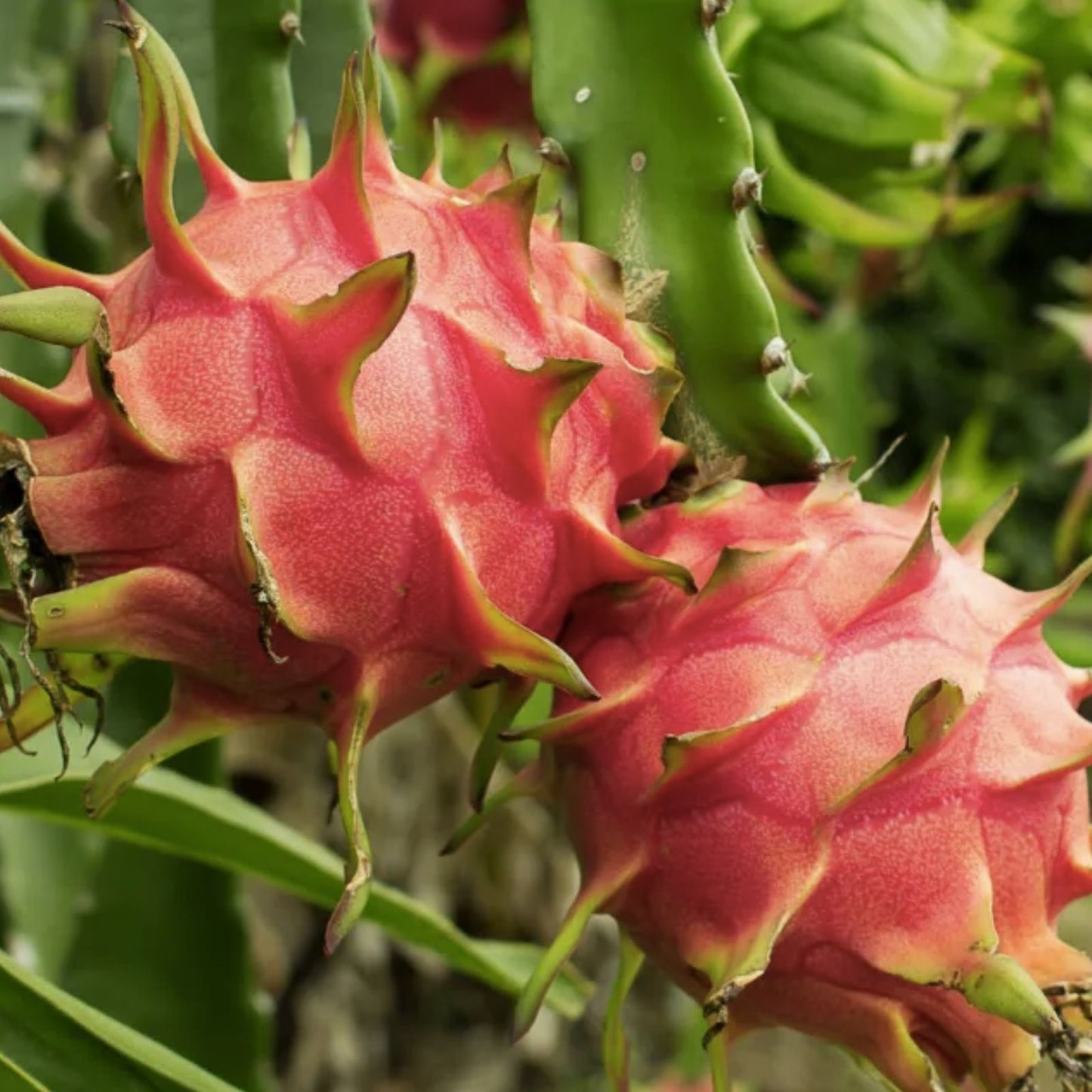 Red Dragon Fruit Cuttings 5 Pcs Pink Skin Red Flesh Hylocereus undatus Ready to Plant