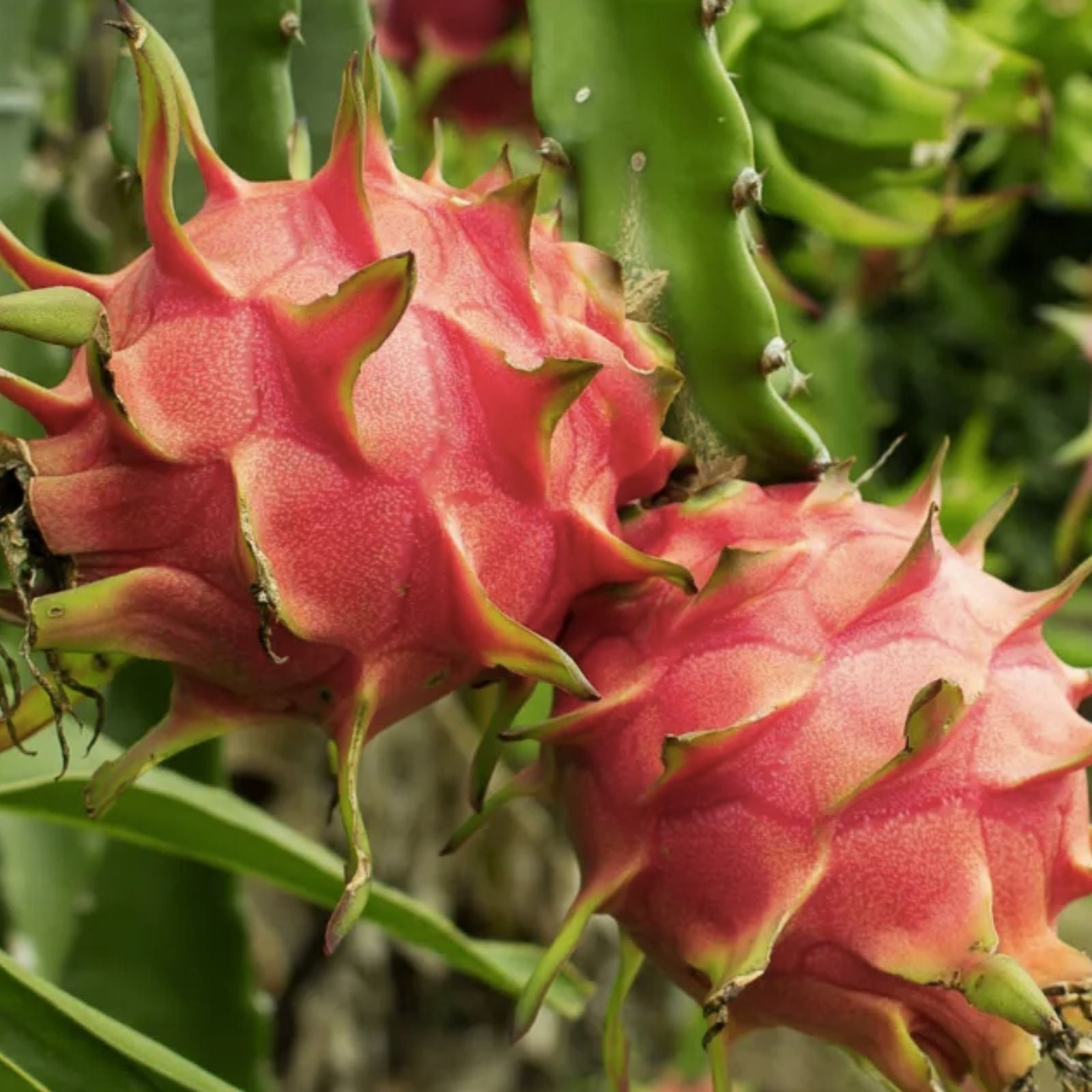 Red Dragon Fruit Cuttings 5 Pcs Pink Skin Red Flesh Hylocereus undatus Ready to Plant