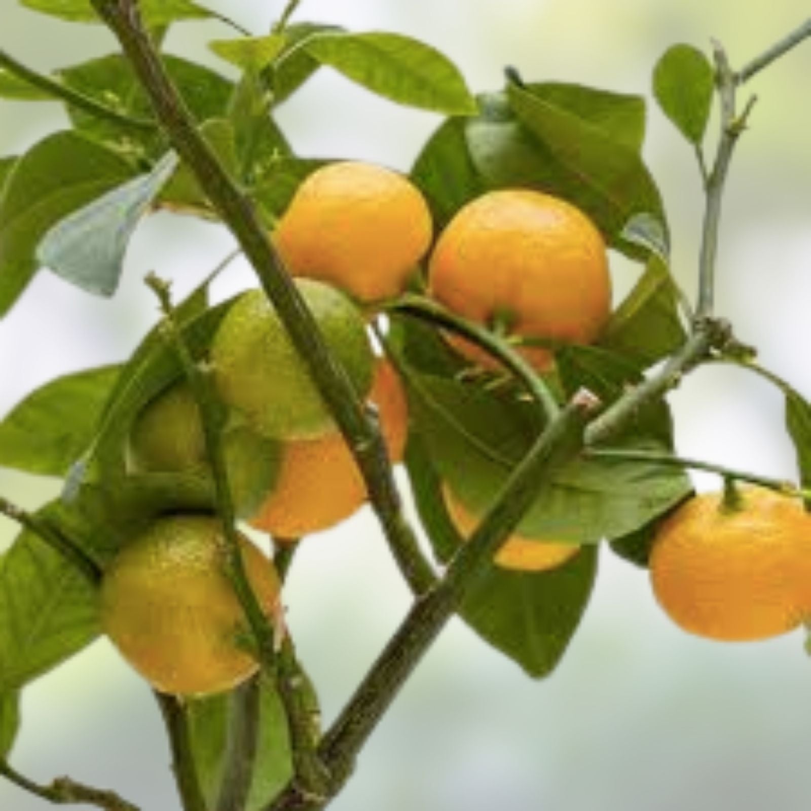 Calamansi Live Plant in Pot #3 – Asian Calamansi / Calamondin Citrus Microcarpa Indoor Garden