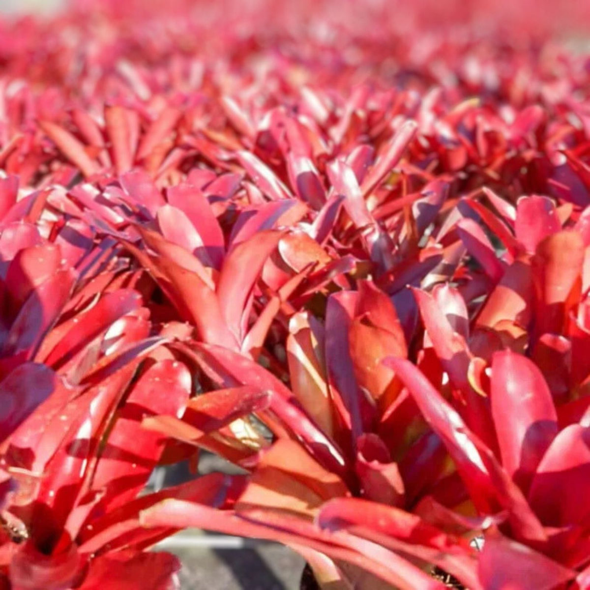 Neoregelia Fireball Plant 6" Pot, Burgundy Red Foliage, Ideal for Landscape Groundcover, Neoregelia spp.