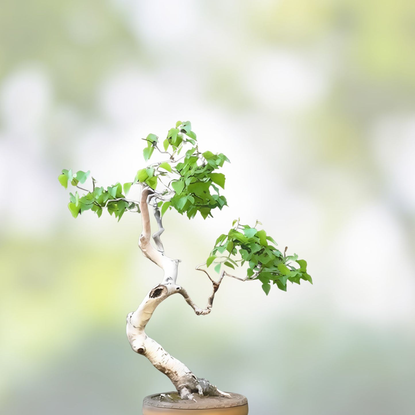 Bonsai Tree Seeds - White Paper Birch Betula papyrifera - 100+ Seeds for Growing in USA