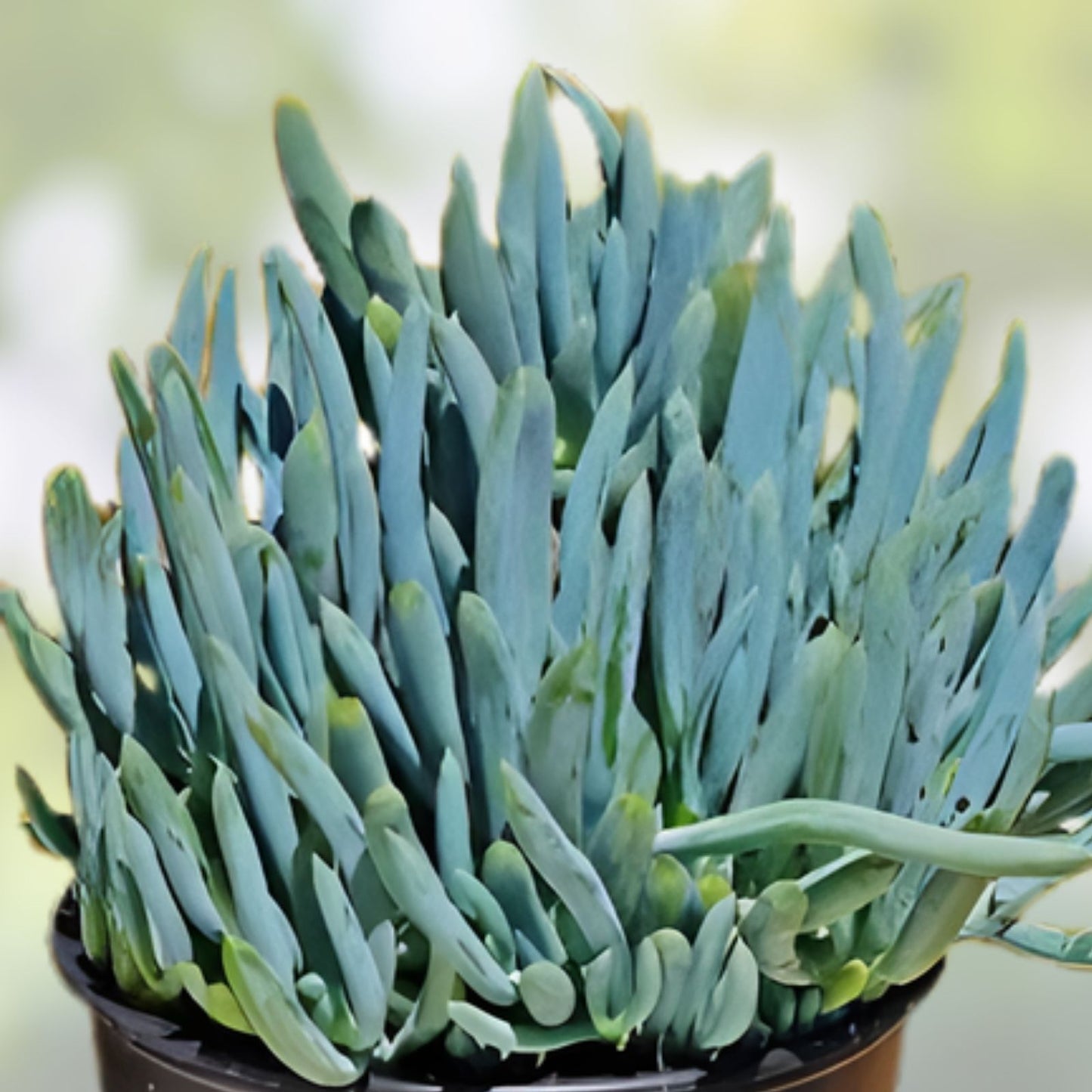 Blue Chalk Sticks Plant Cutting - Healthy Rare Succulent - Senecio mandraliscae - Easy Care Live Plant