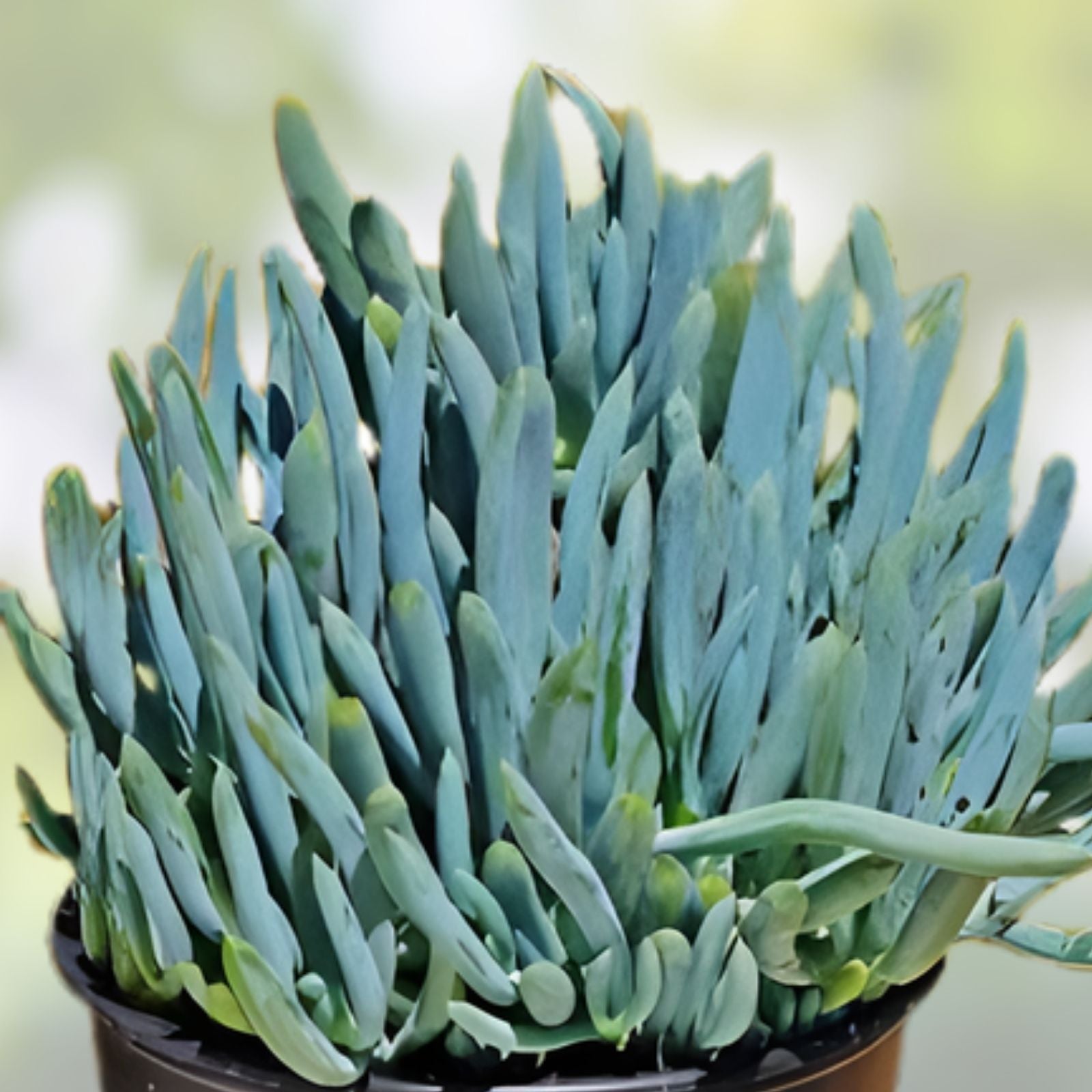 Blue Chalk Sticks Plant Cutting - Healthy Rare Succulent - Senecio mandraliscae - Easy Care Live Plant