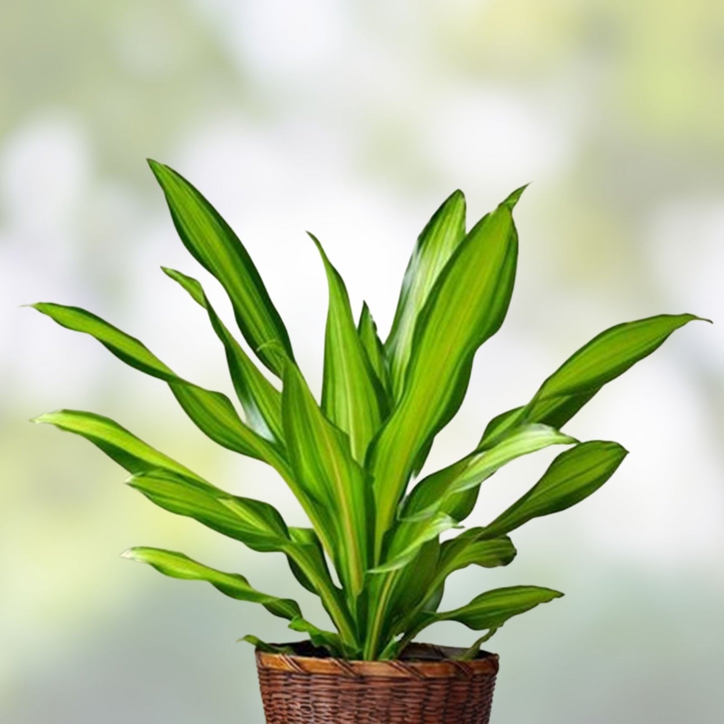 Corn Plant Cutting - Rooted Dracaena Propagation - Indoor Houseplant - Easy Care Dracaena fragrans