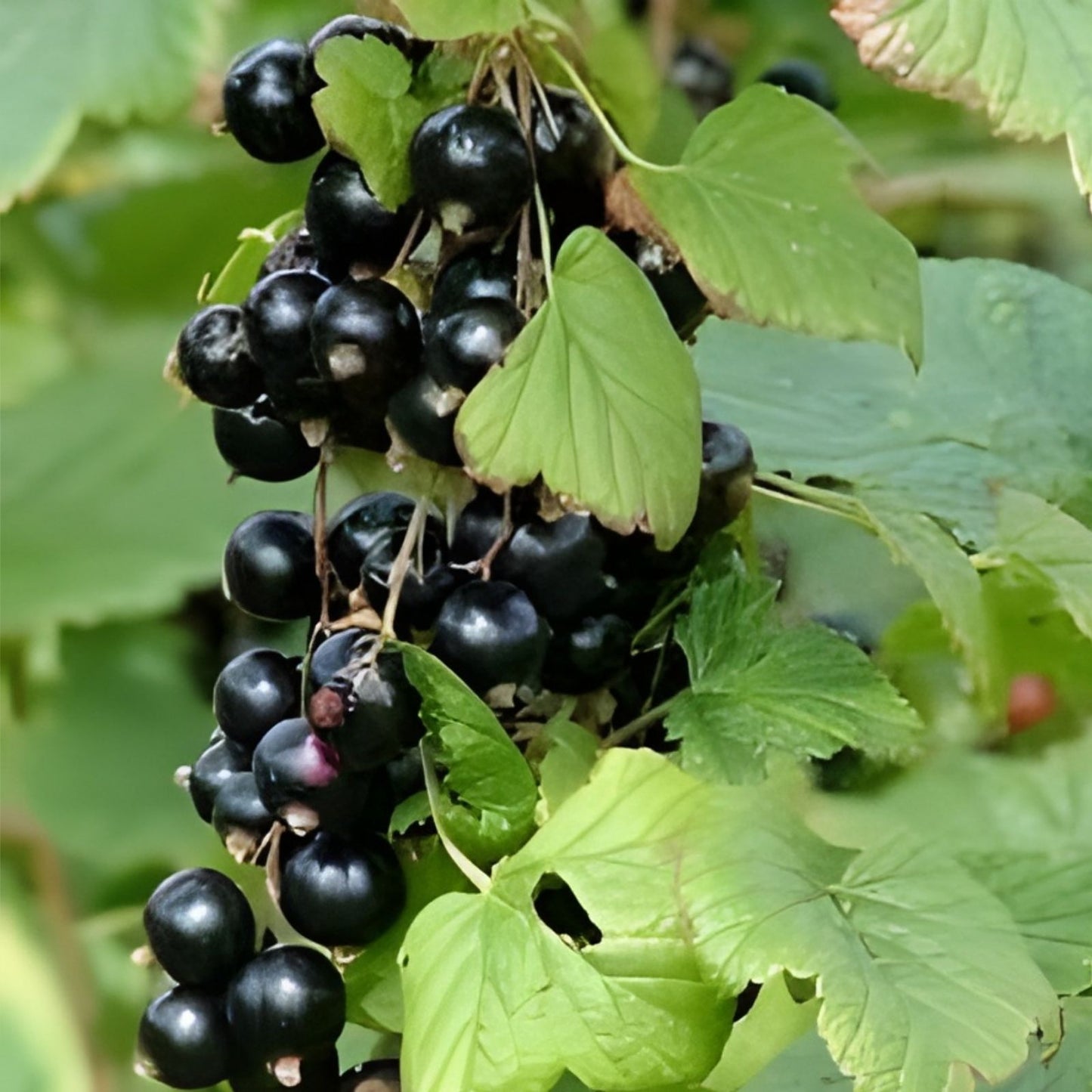 Black Currant Seedling - Rooted Plant for Garden - Ribes nigrum - Fruit-bearing Bush, Organic, Hardy, Fresh Plant
