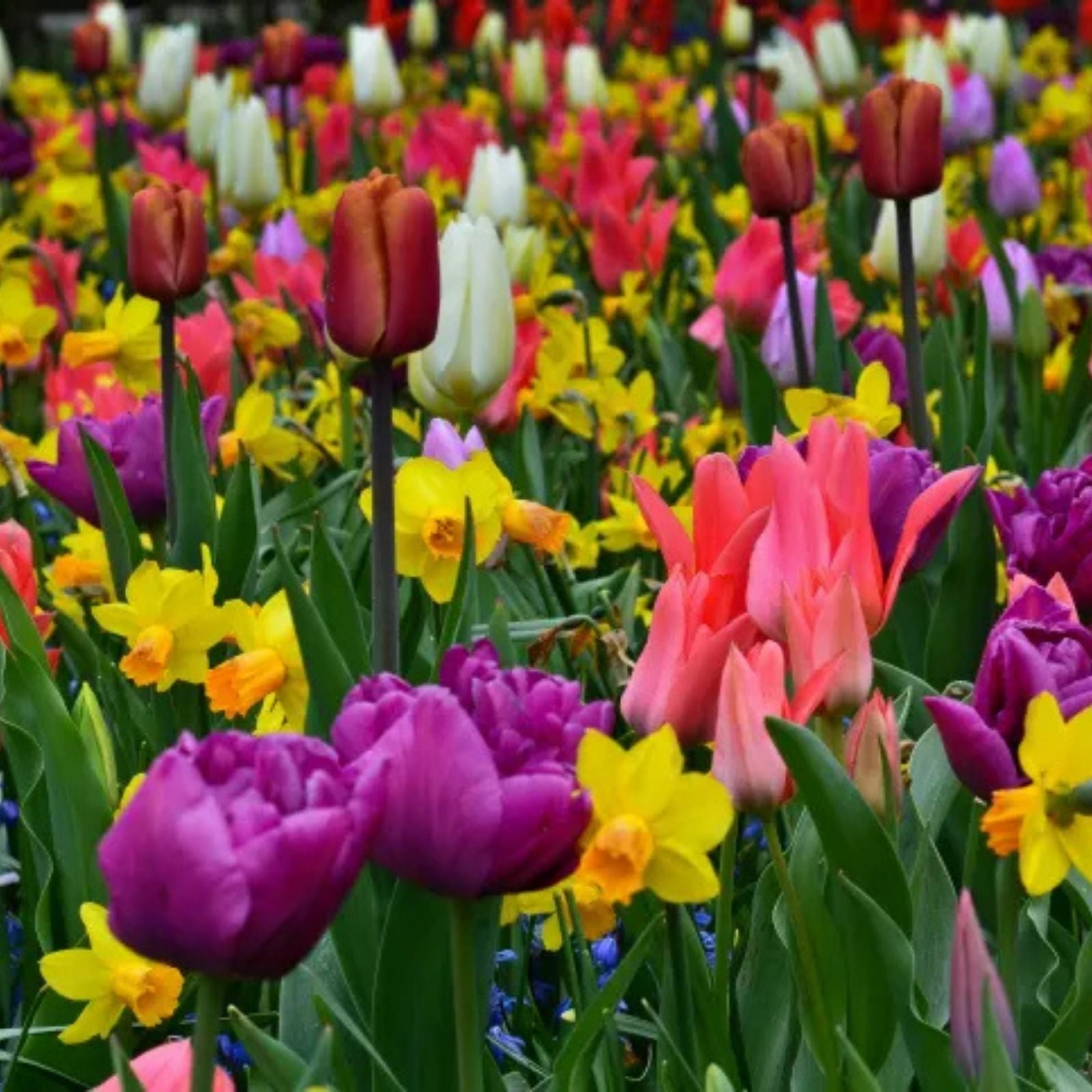 Spring Flower Garden Kit - 50 Fall Bulbs Mixed Color Varieties for Gardens and Landscapes