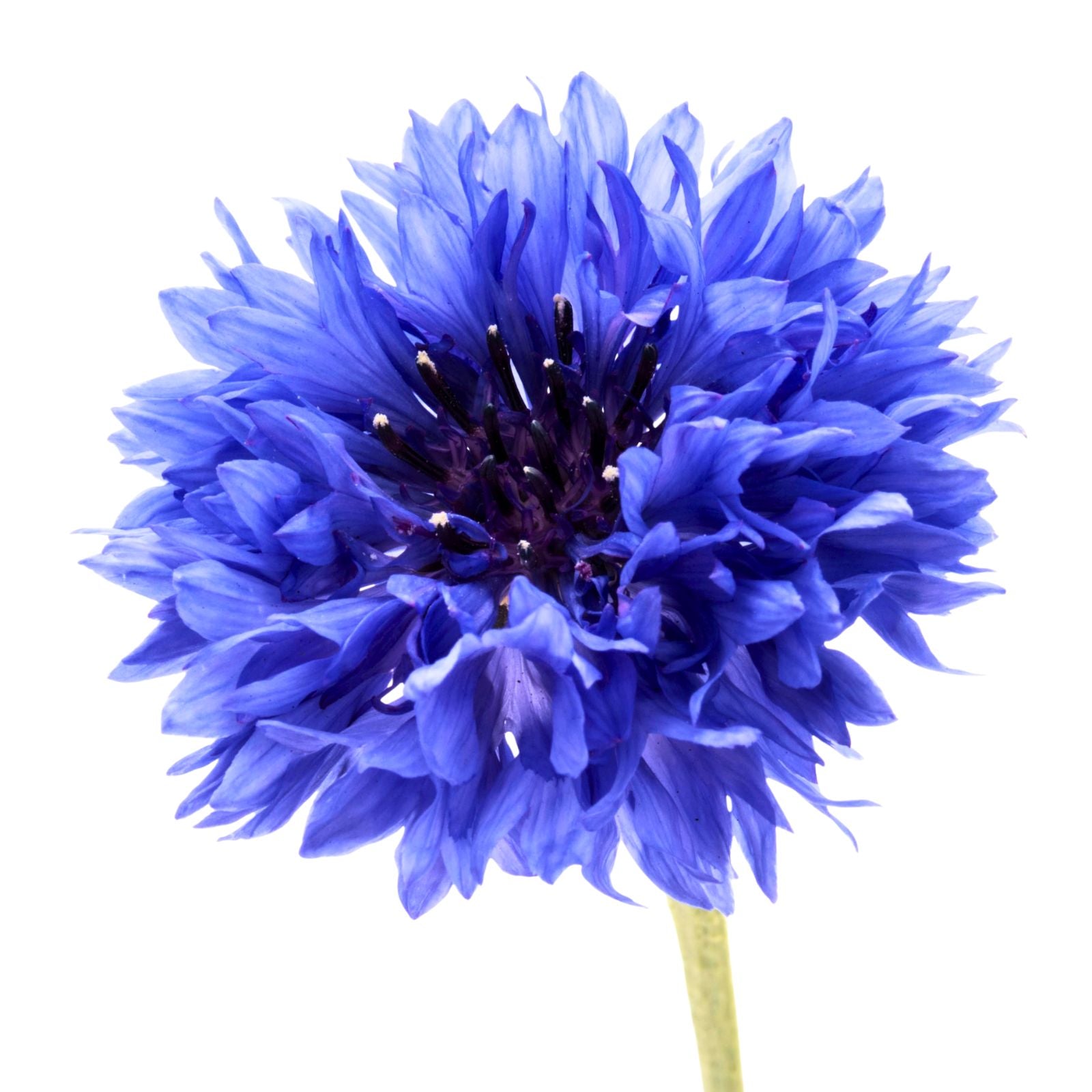 Dwarf Blue Bachelor Button Seeds 100 Count - Beautiful Border Flower - Centaurea cyanus