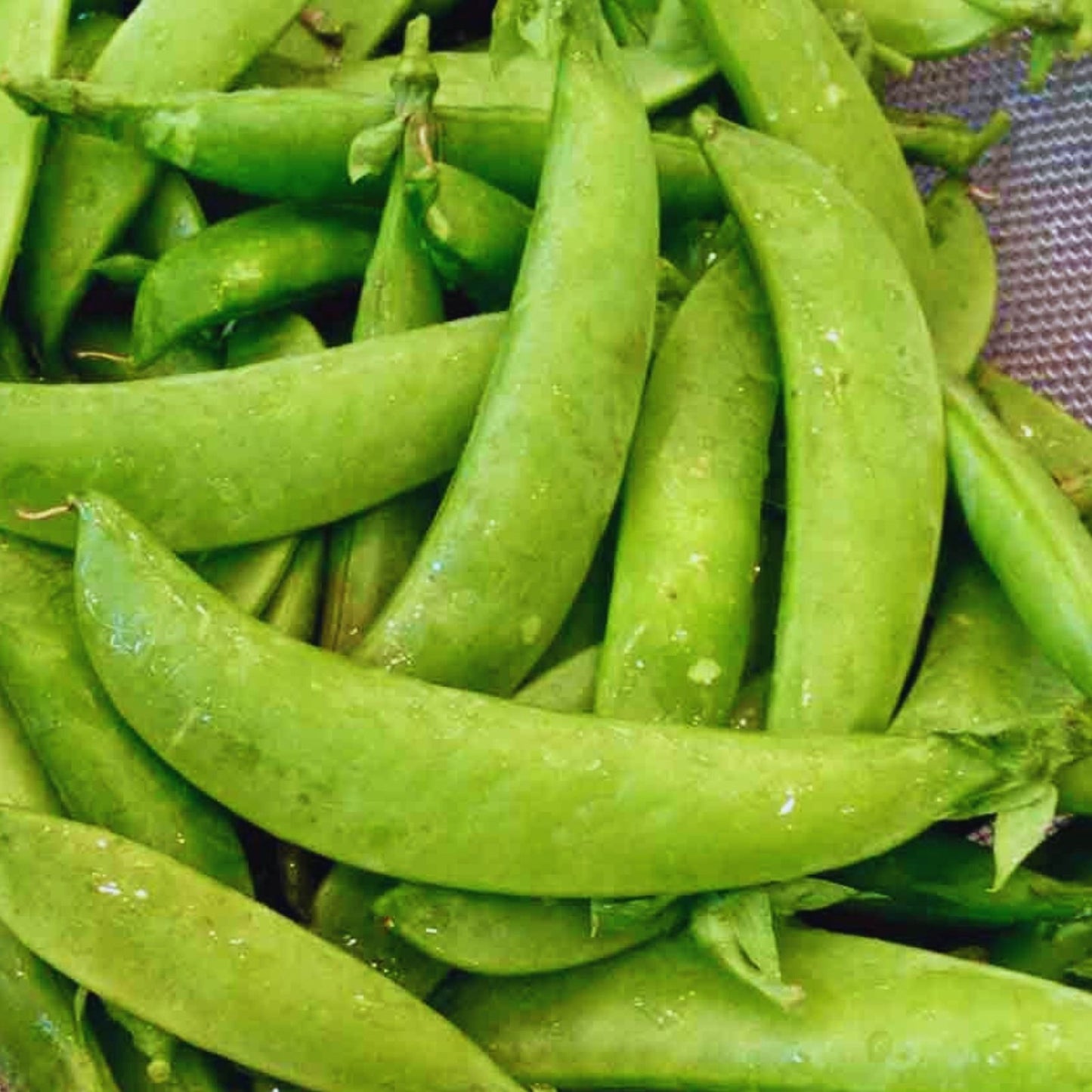 Sugar Pod Snow Peas Seeds 50 Count | Edible Vegetable Seeds for Planting | Pisum sativum