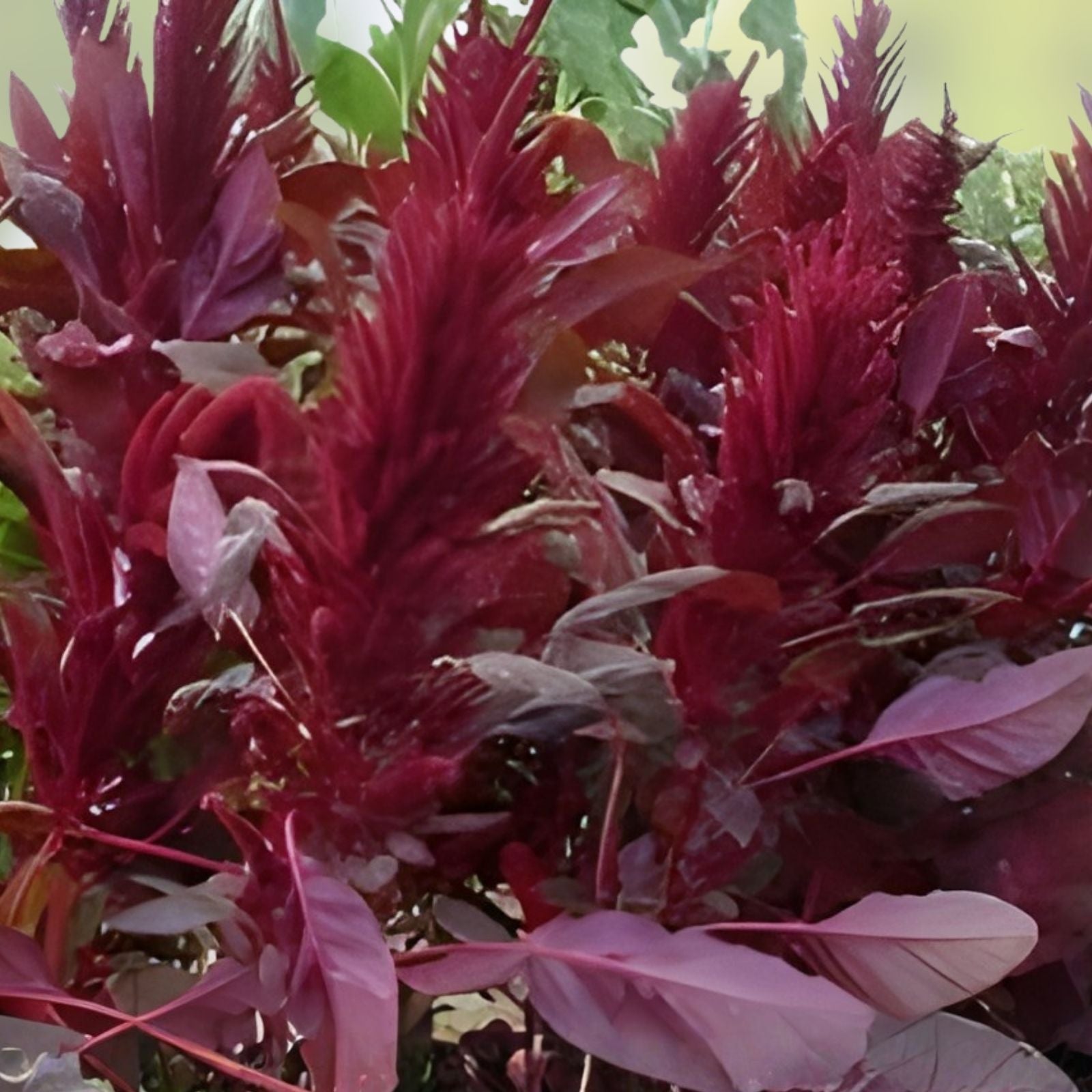 Red Spike Amaranthus Seeds – 100 Organic Seeds – Amaranthus cruentus – USA Grown – Ornamental Flower Seeds