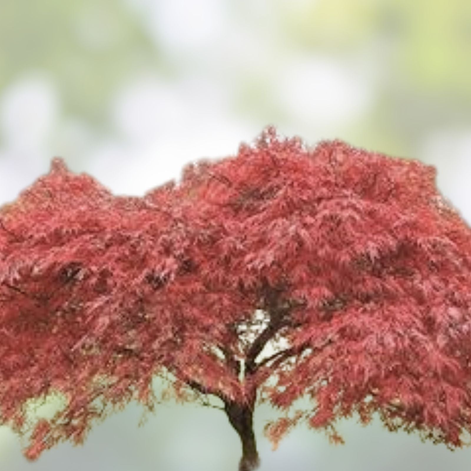Japanese Red Maple Tree Seeds - 30 Pack - Acer palmatum - Ornamental, Hardy, Vibrant Foliage, Garden Tree Seeds