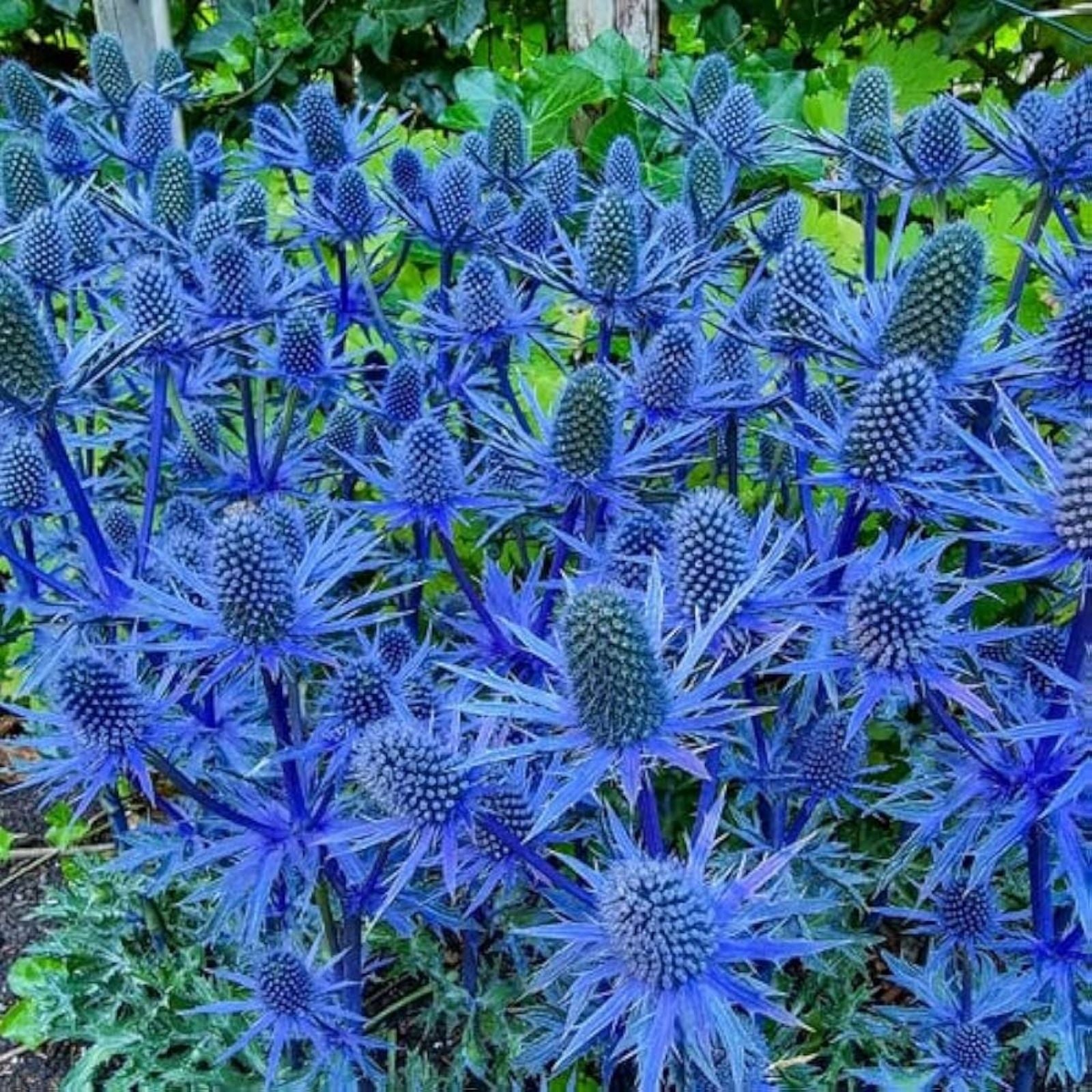 Blue Glitter Sea Holly Seeds 25 Count – Eryngium Planum Ornamental Flower Seeds for Garden and Landscape
