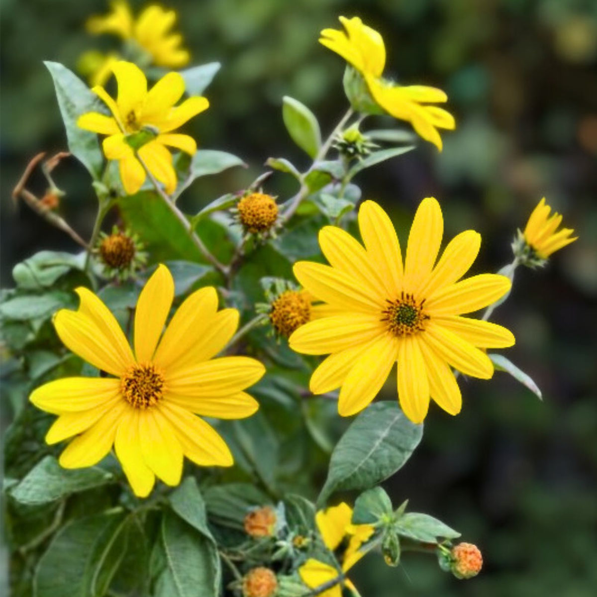 Jerusalem Artichoke Tubers 5 L.M. Red Organic Helianthus tuberosus for Planting