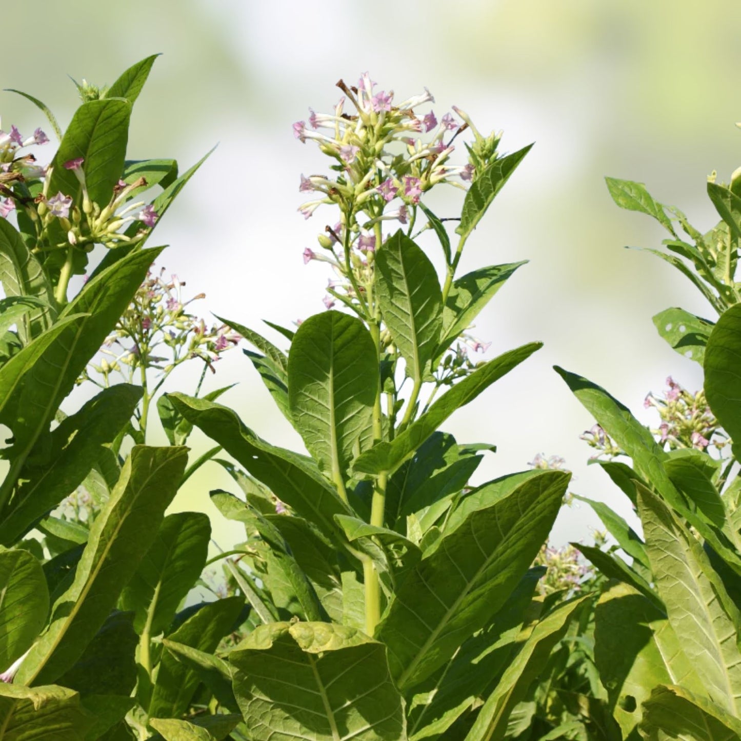Louisiana Perique Tobacco Seeds 1500 Count RARE Dark Nicotiana Tabacum Free Shipping