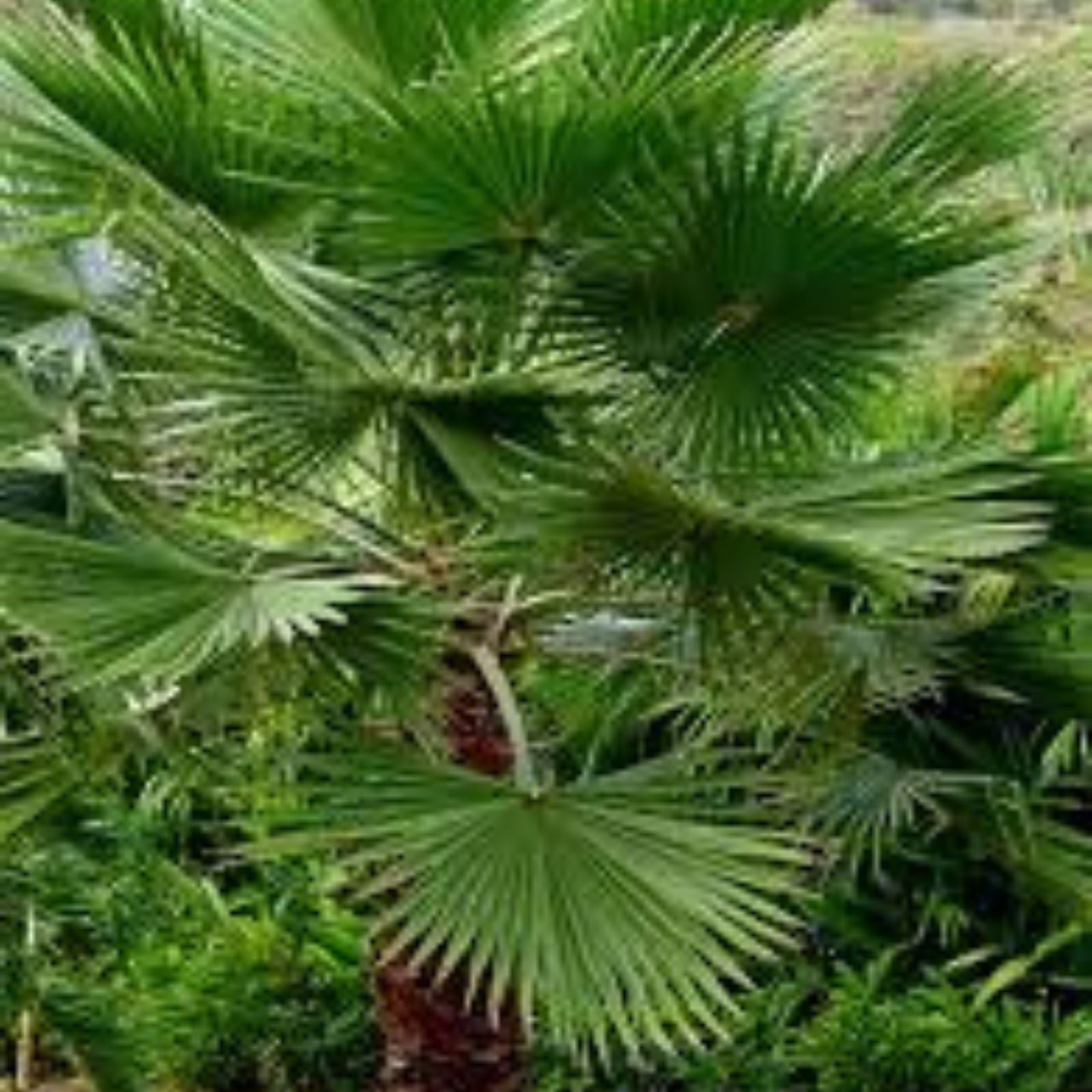 Mexican Fan Palm Tree Seeds - 50+ Fresh Washington Robusta Seeds - Washingtonia robusta - 2023 Harvest