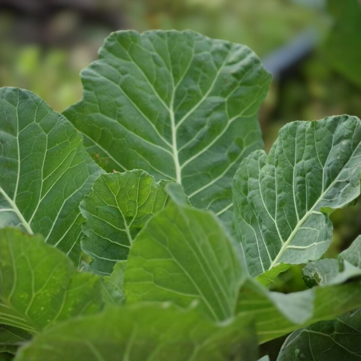 Collard Greens Seeds 500 Pack Morris Heirloom Non-GMO Brassica oleracea var. viridis Vegetable Seeds