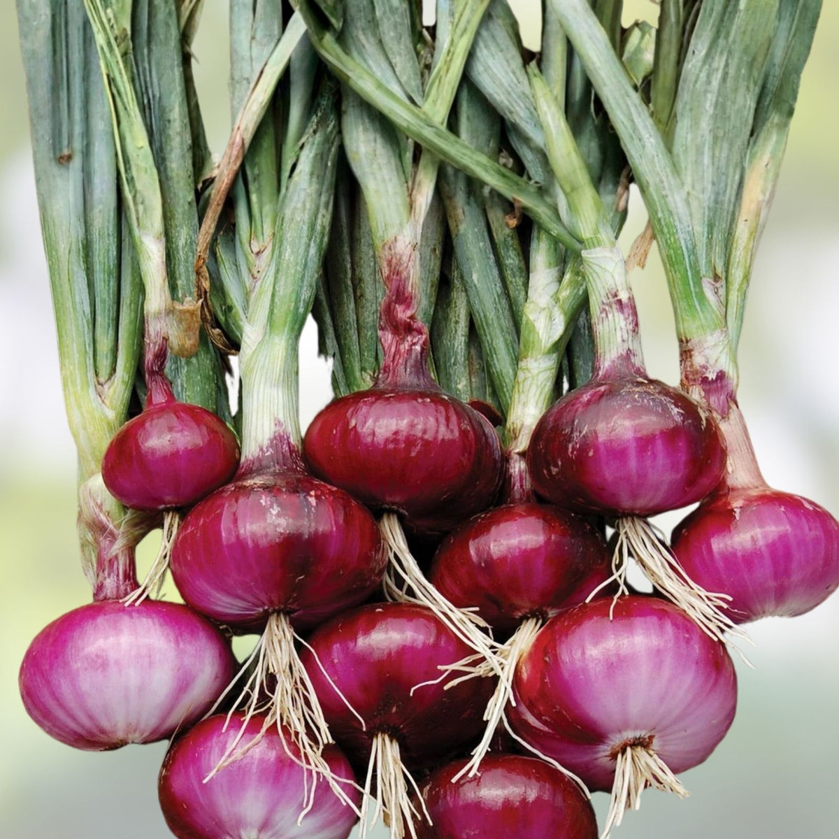Onion Seeds 100 Count Burgundy Red Heirloom Short Day Non-GMO Allium cepa Vegetable Seeds