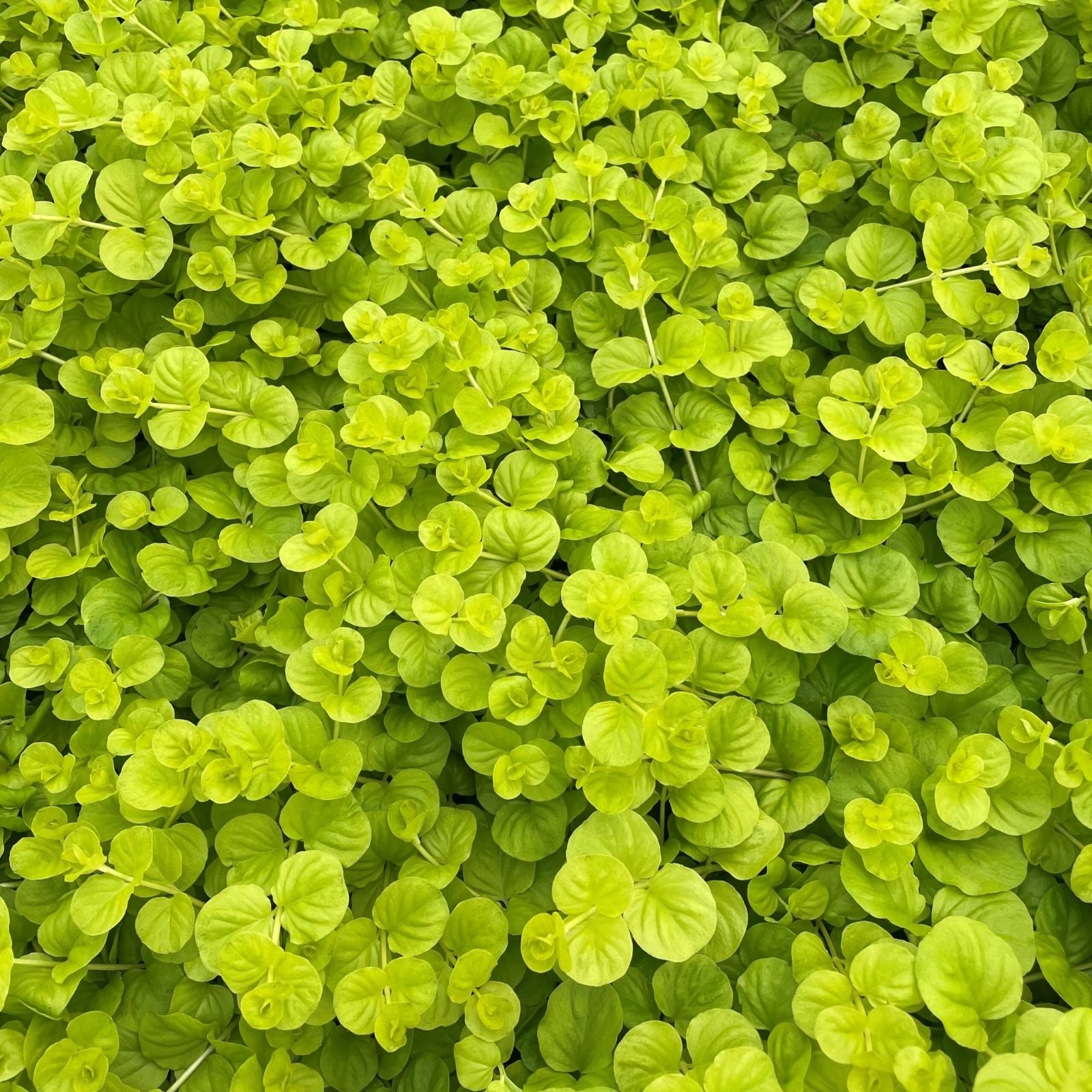 Creeping Jenny Live Plants Set of 6 - Golden Lime Foliage with Yellow Flowers - Lysimachia nummularia 'Aurea'