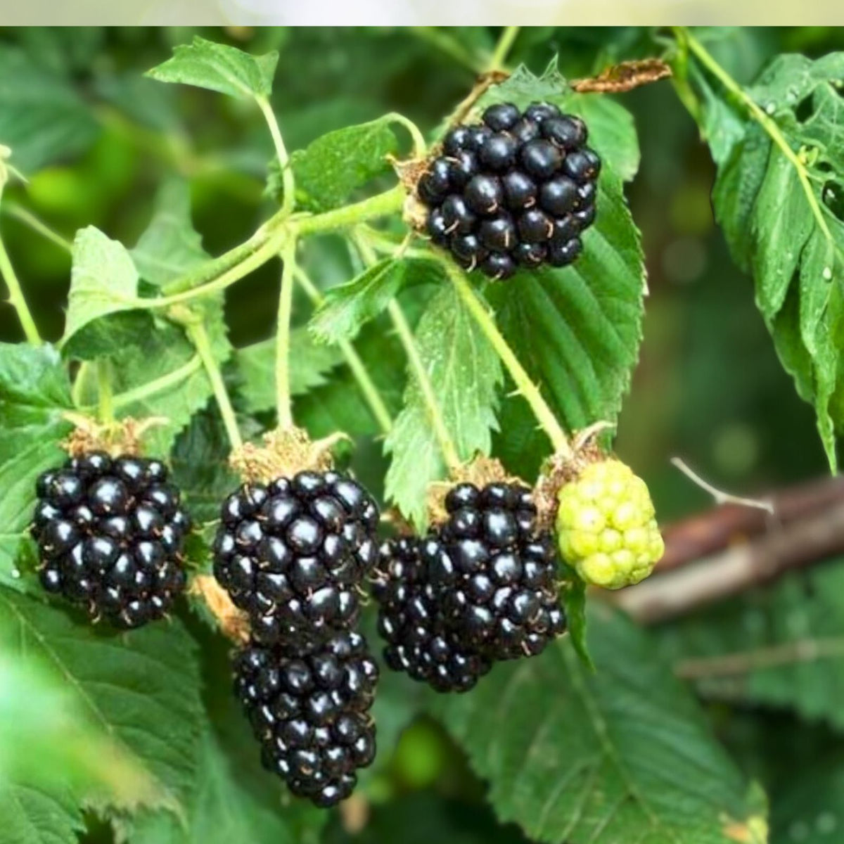 Blackberry Plant 3ft - 4ft Tall with Pot & Soil - Rubus fruticosus - Live Berry Plant for Home Garden